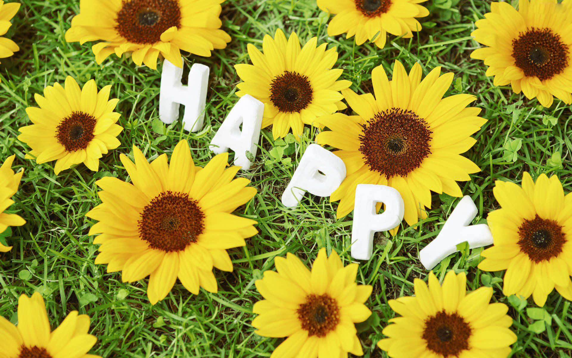sunflowers, green grass, white block letters, Full HD Desktop Wallpaper