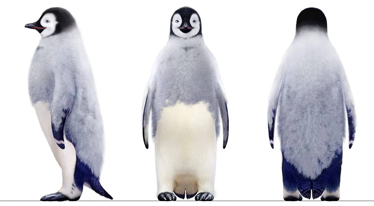 Happy Feet, emperor penguin, fluffy, SD Desktop Wallpaper