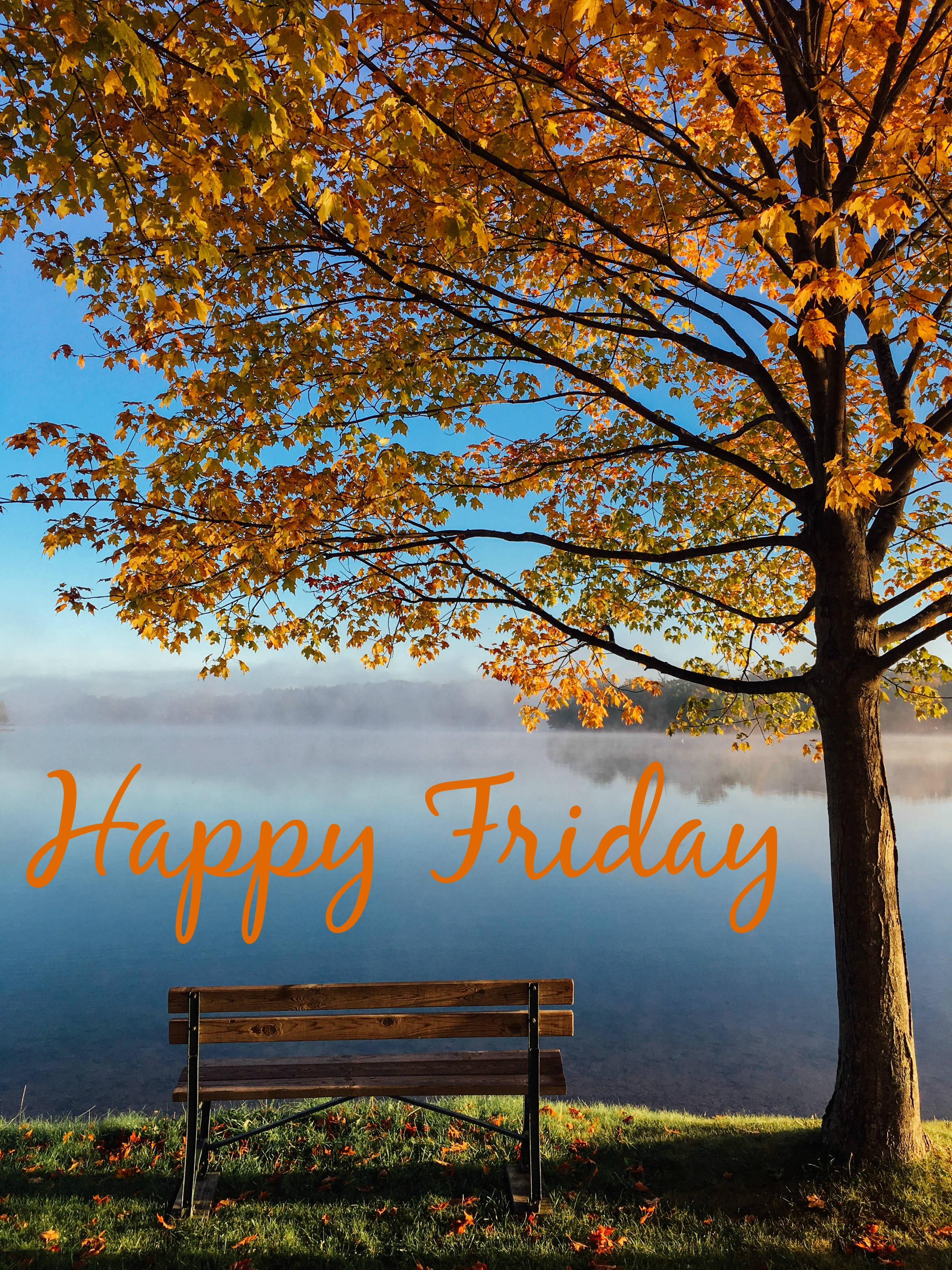 Happy Friday, autumn, golden autumn tree, 2K Phone Wallpaper