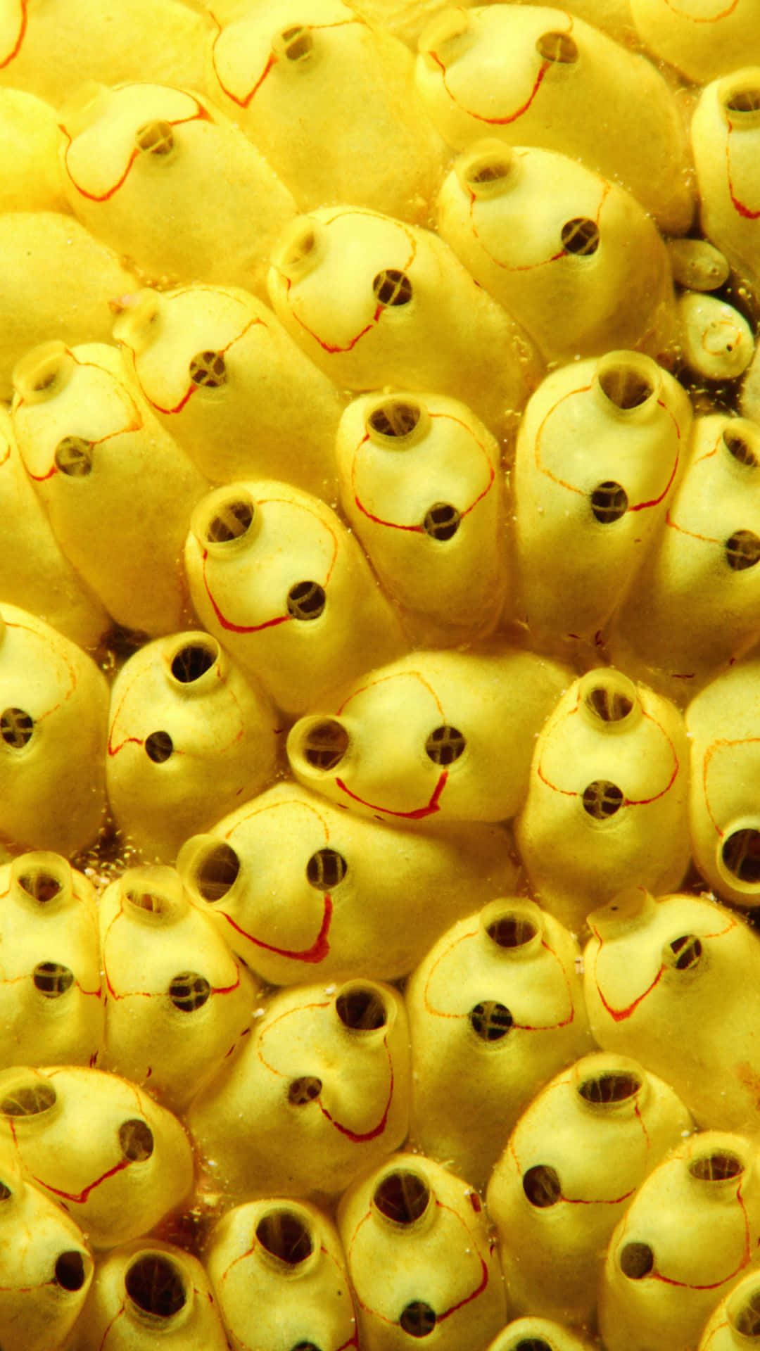 iPhone, yellow sea squirts, red smiley faces, Full HD Phone Wallpaper
