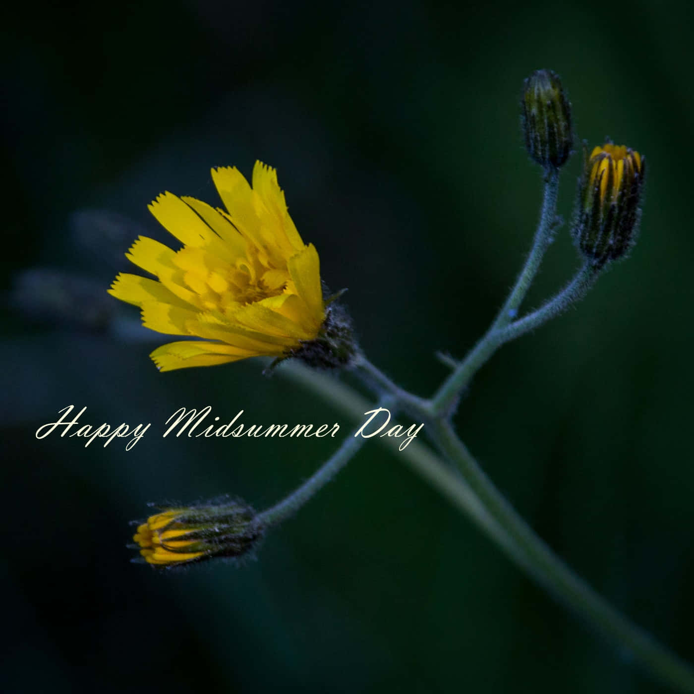 Midsummer Day, vibrant yellow flower, dark green blurred background, HD Desktop Wallpaper