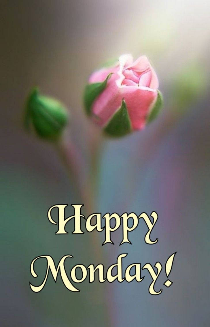 Happy Monday, flower bud, soft pink rosebud, SD Phone Wallpaper
