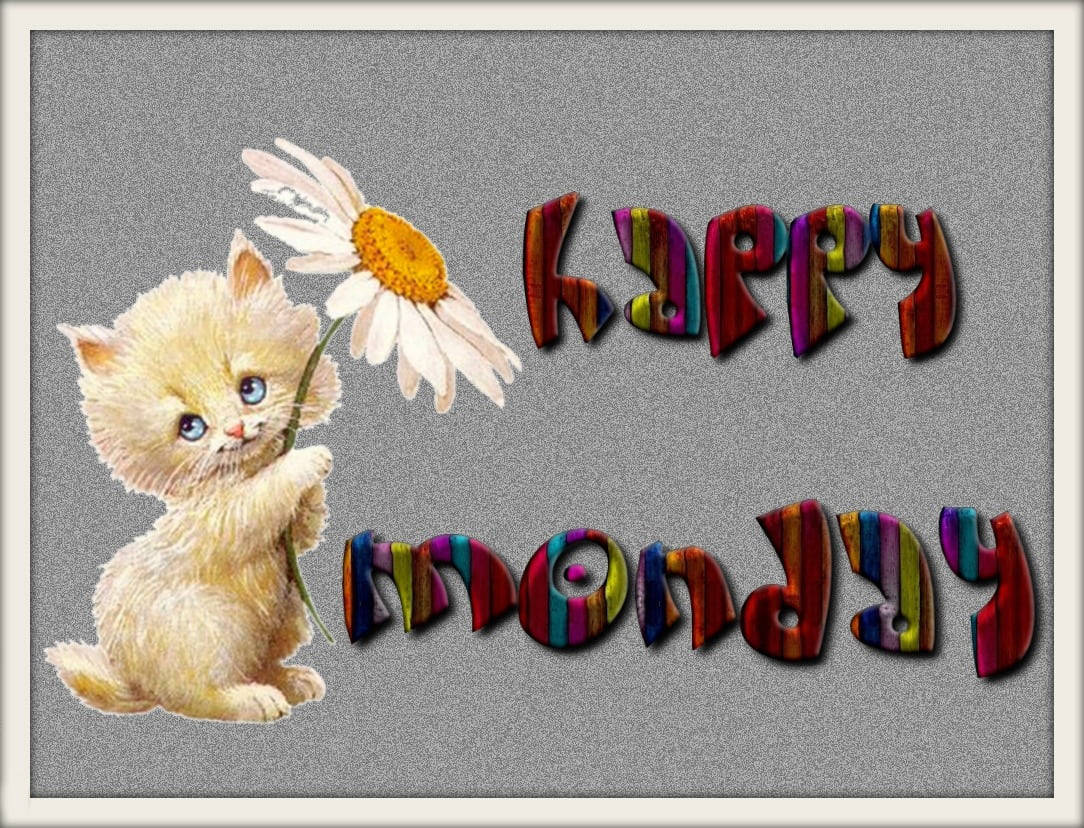 Happy Monday, fluffy cream kitten, daisy, SD Desktop Wallpaper