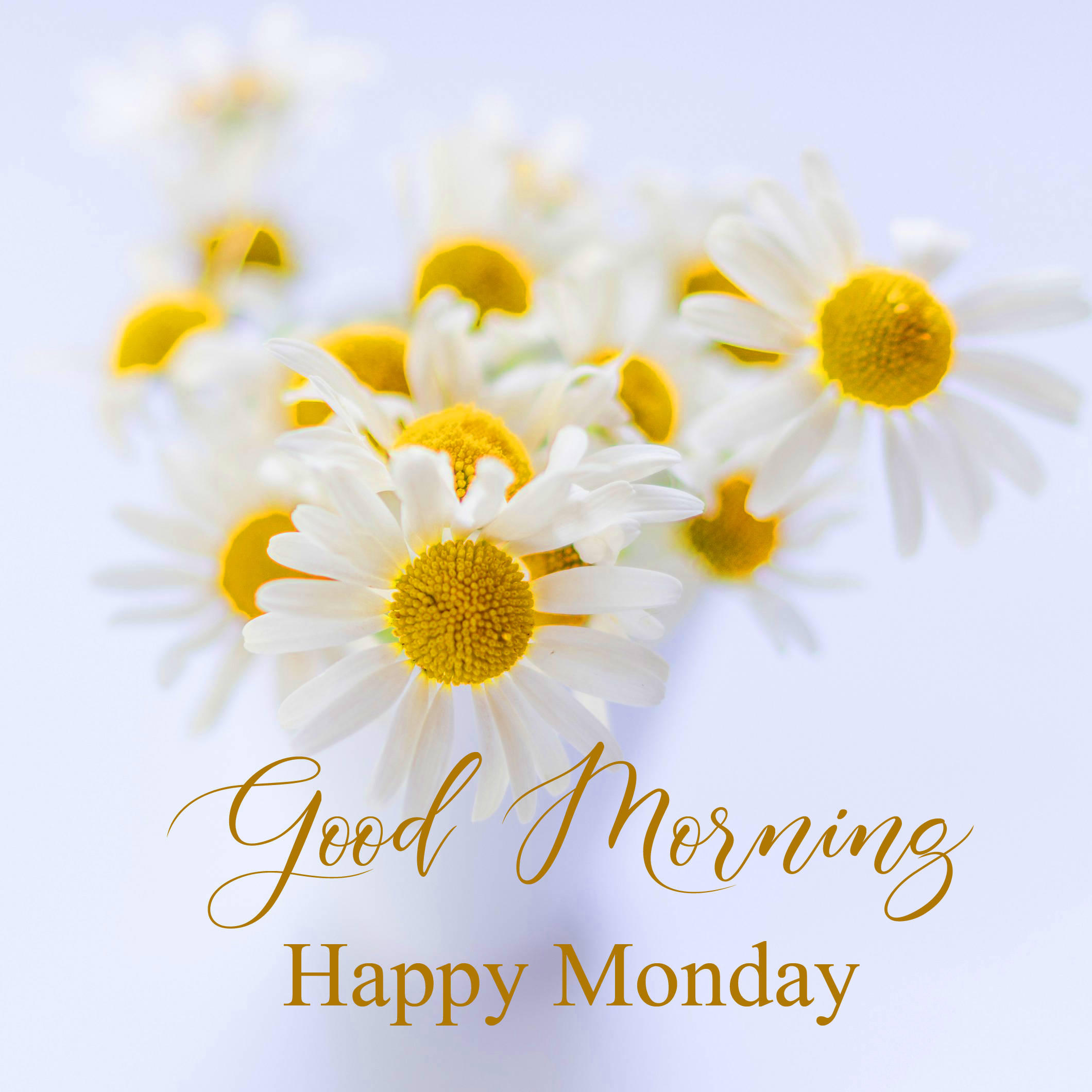 Happy Monday, chamomile, golden centers, Full HD Desktop Wallpaper