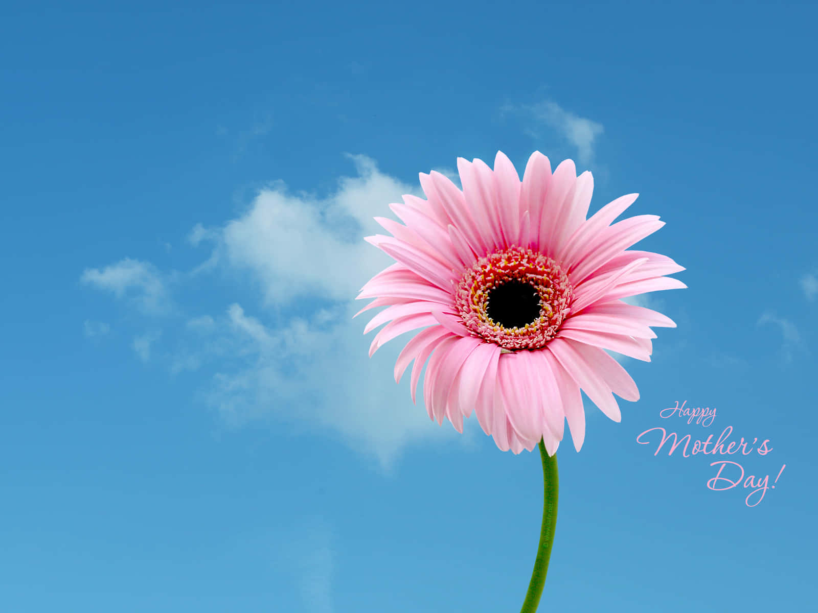 Happy Mother's Day, pink gerbera daisy, clear blue sky, HD Desktop Wallpaper