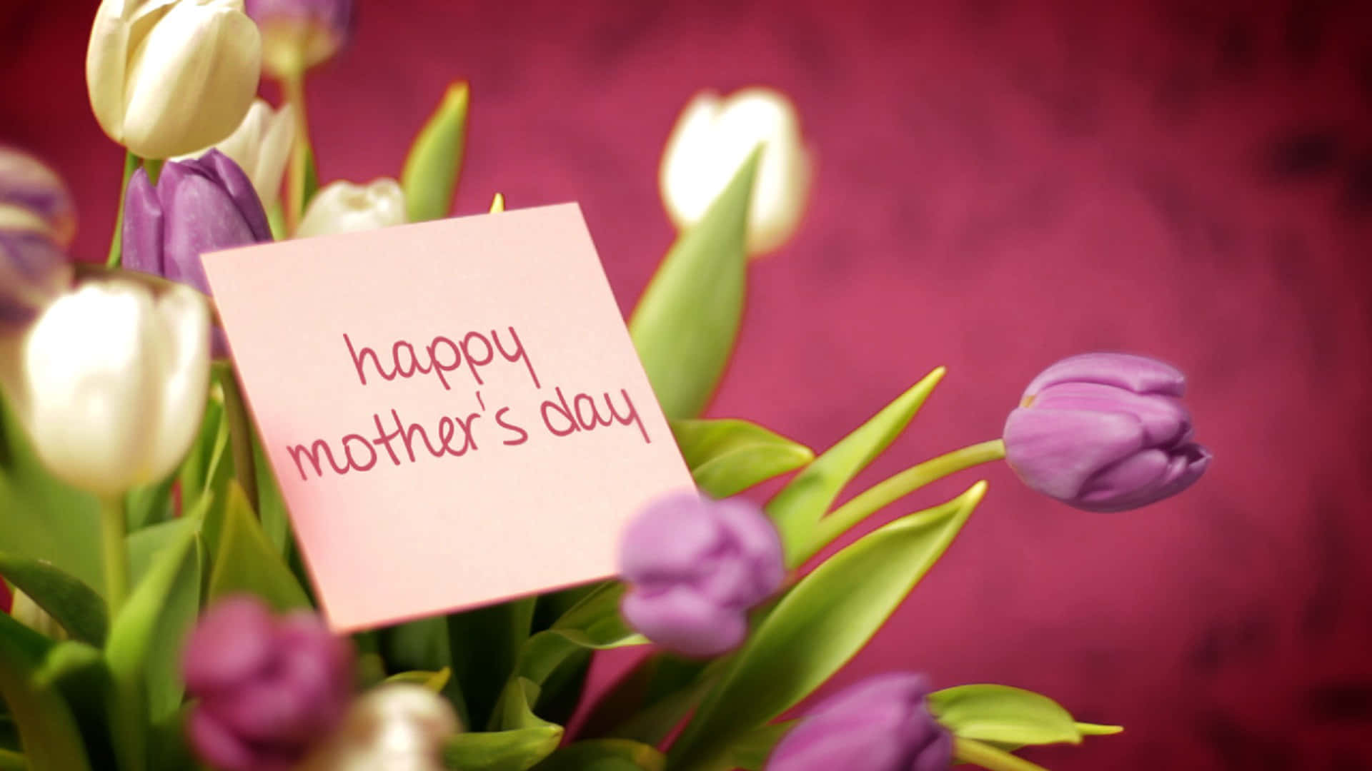 Happy Mothers Day HD, red and white tulips, pink note, Full HD Desktop Wallpaper