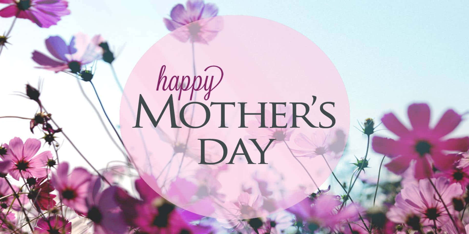 Happy Mothers Day HD, pink cosmos flowers, soft pink circle, Full HD Desktop Wallpaper