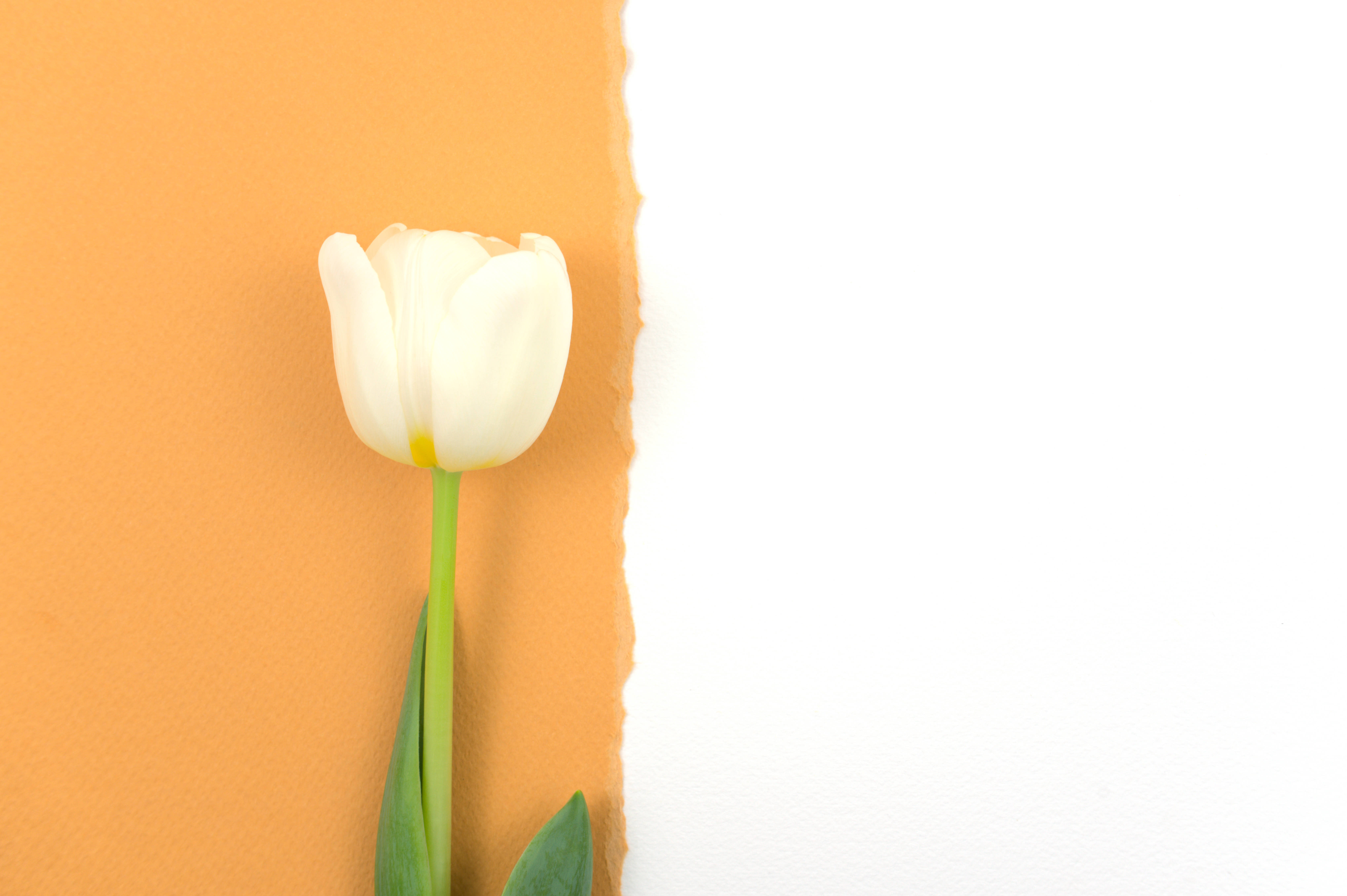 mothers day tulip, white tulip, green stem, 5K Desktop Wallpaper