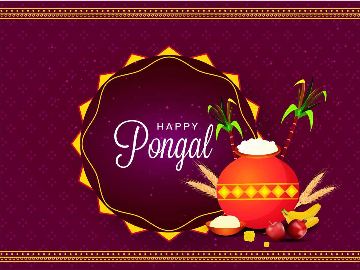 Happy Pongal, purple, red pot, SD Desktop Wallpaper