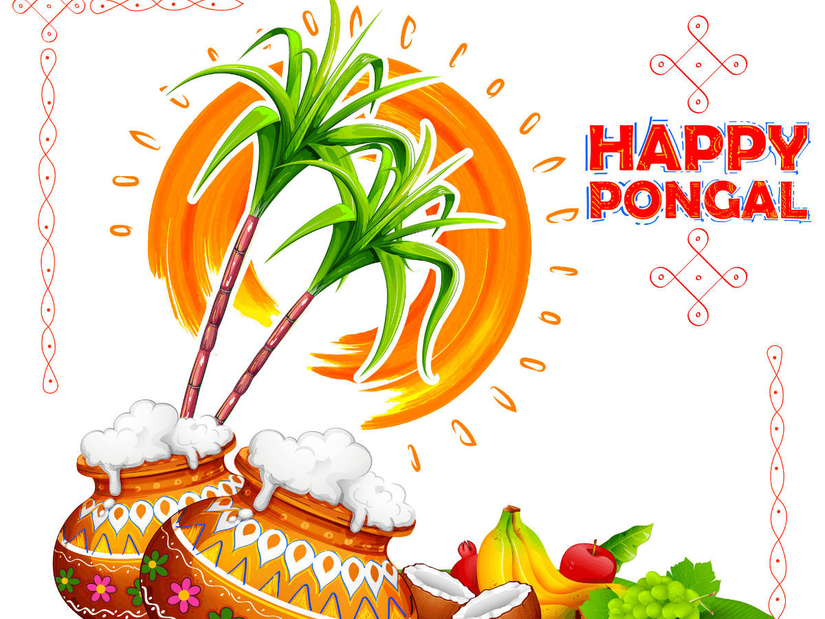 Happy Pongal, white pongal, sugarcane, SD Desktop Wallpaper