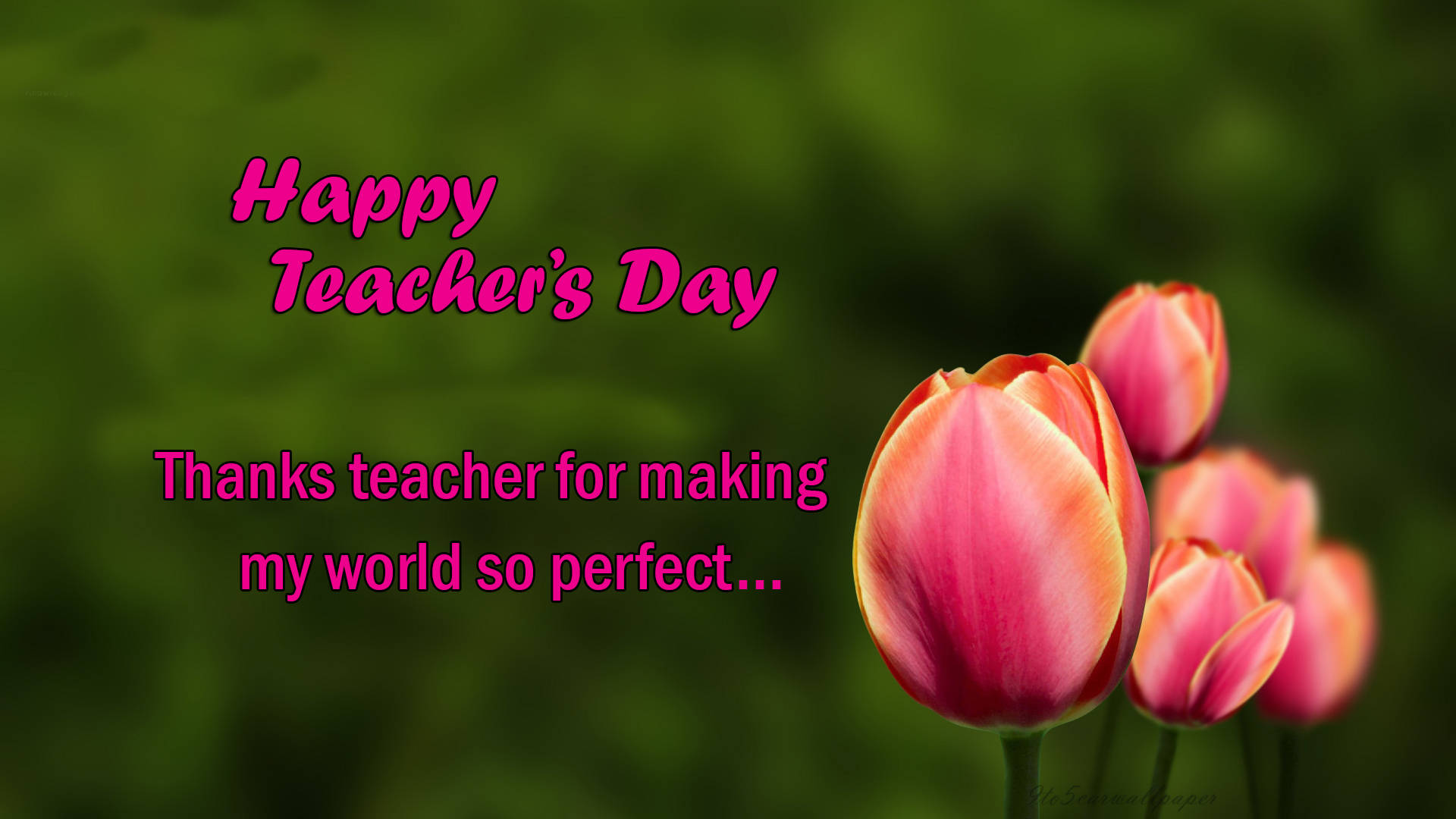 Happy Teachers Day, pink tulips, soft green blur, Full HD Desktop Wallpaper