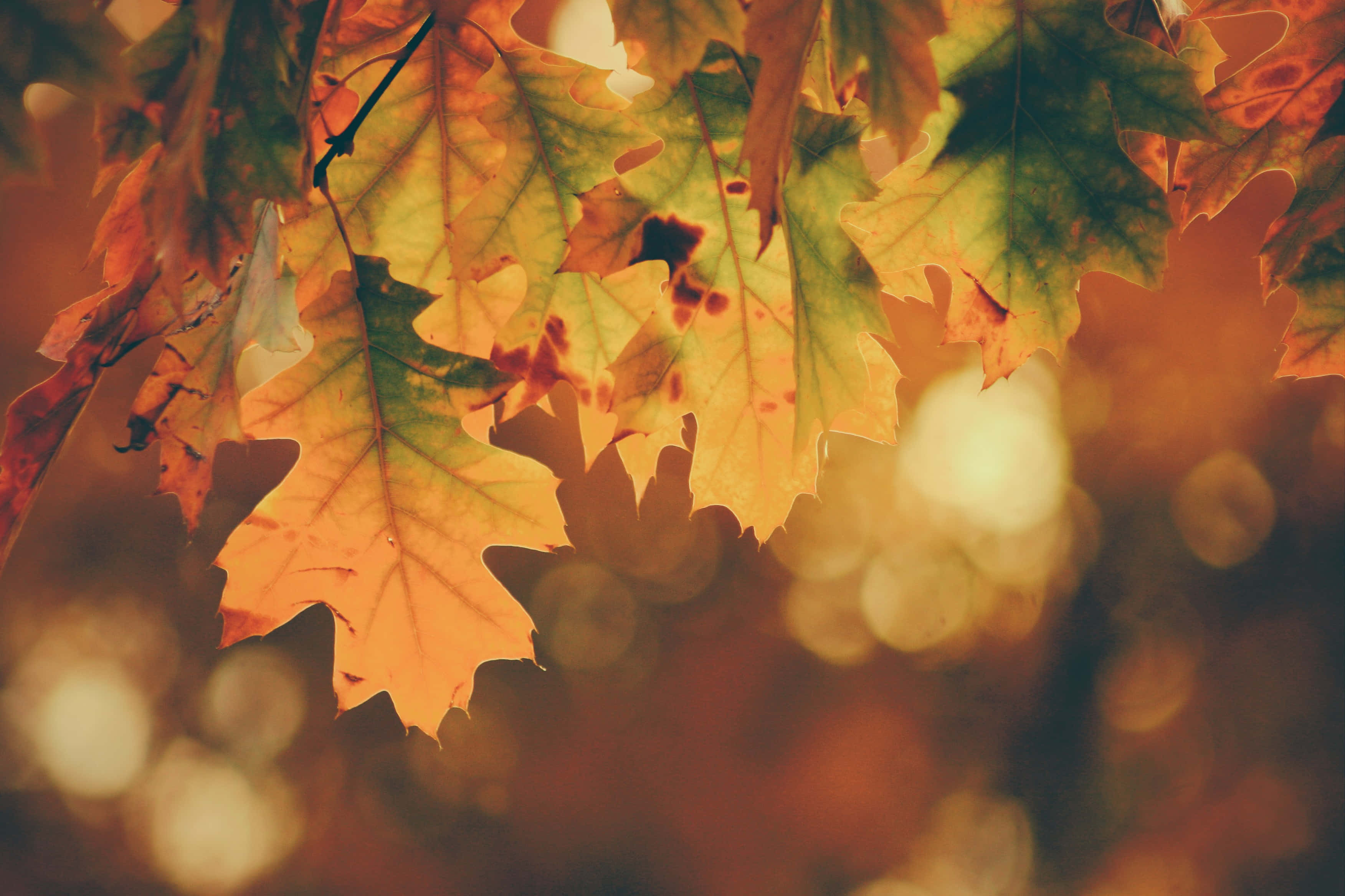 Golden autumn leaves, green veins, warm bokeh background, 2K Desktop Wallpaper