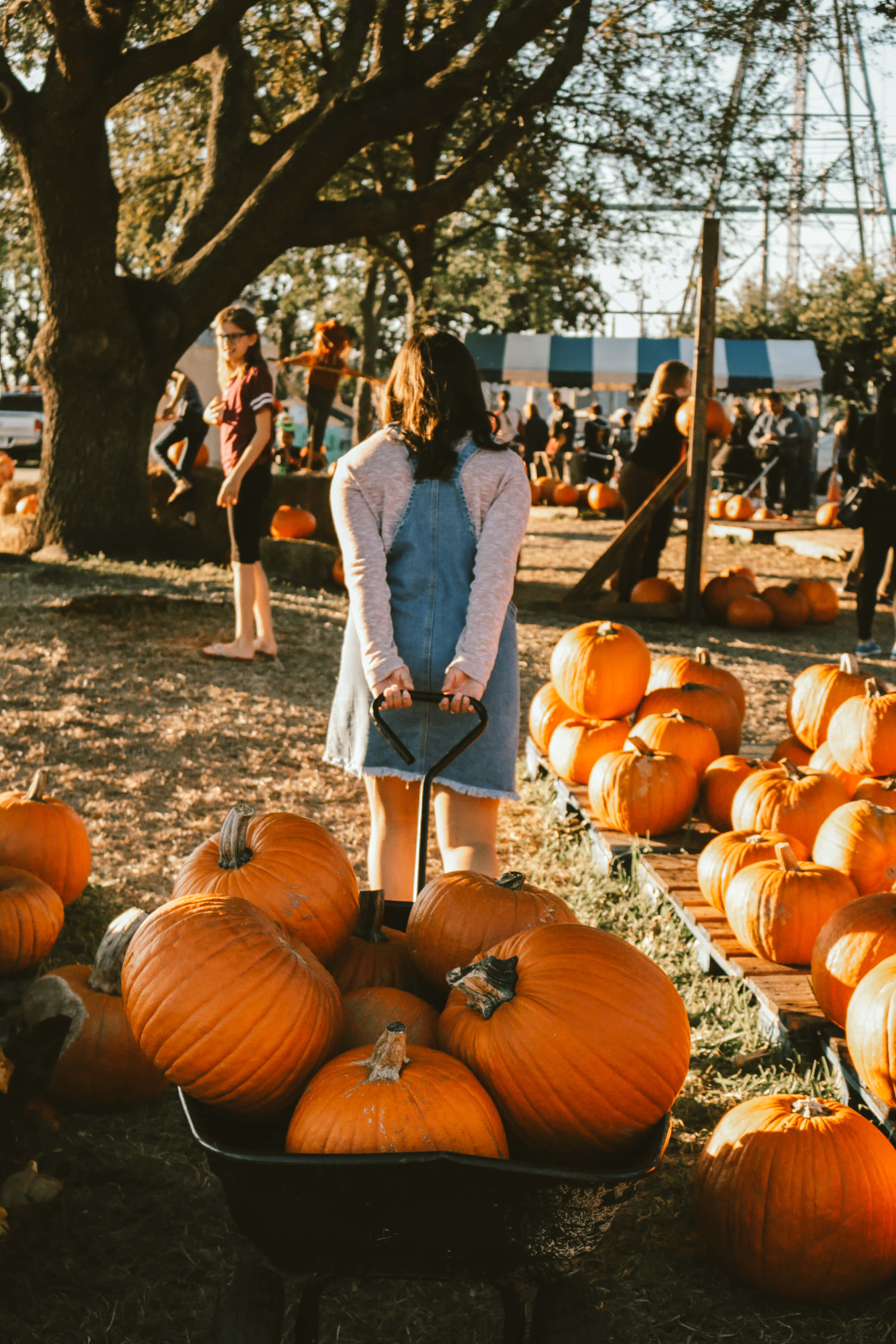 woman, wheelbarrow, pumpkins, 2K Phone Wallpaper