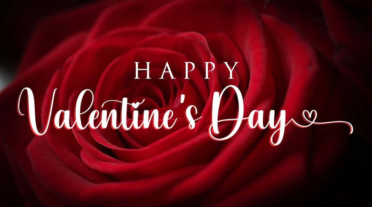 Happy Valentine's Day, velvety red rose, elegant white cursive text, SD Desktop Wallpaper