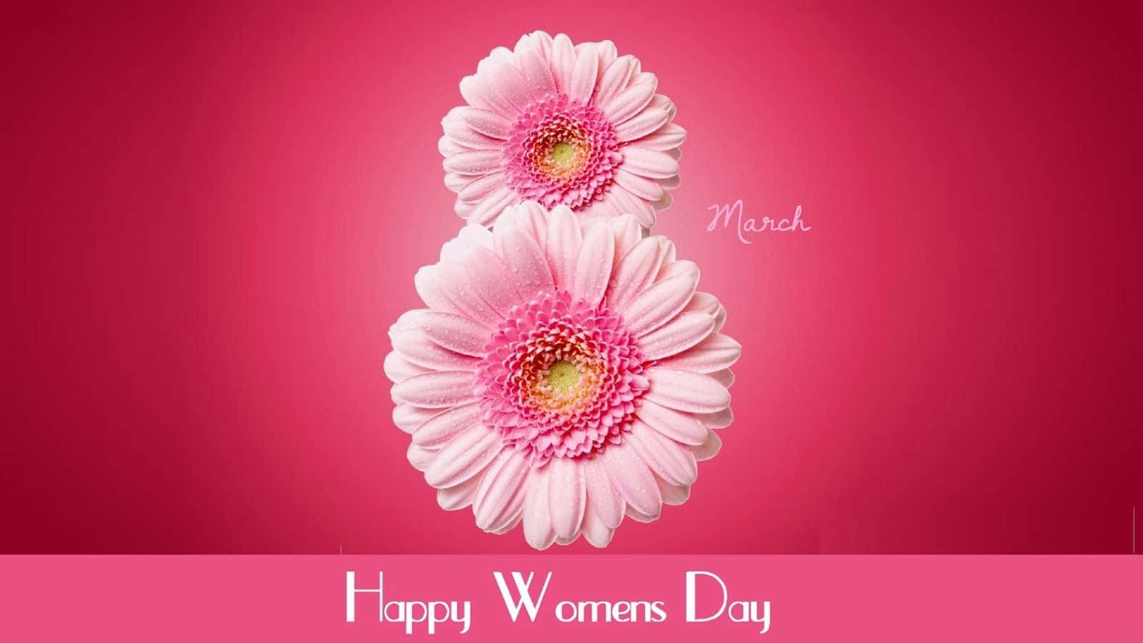 Happy Women's Day, March, pink gerbera daisies, HD Desktop Wallpaper