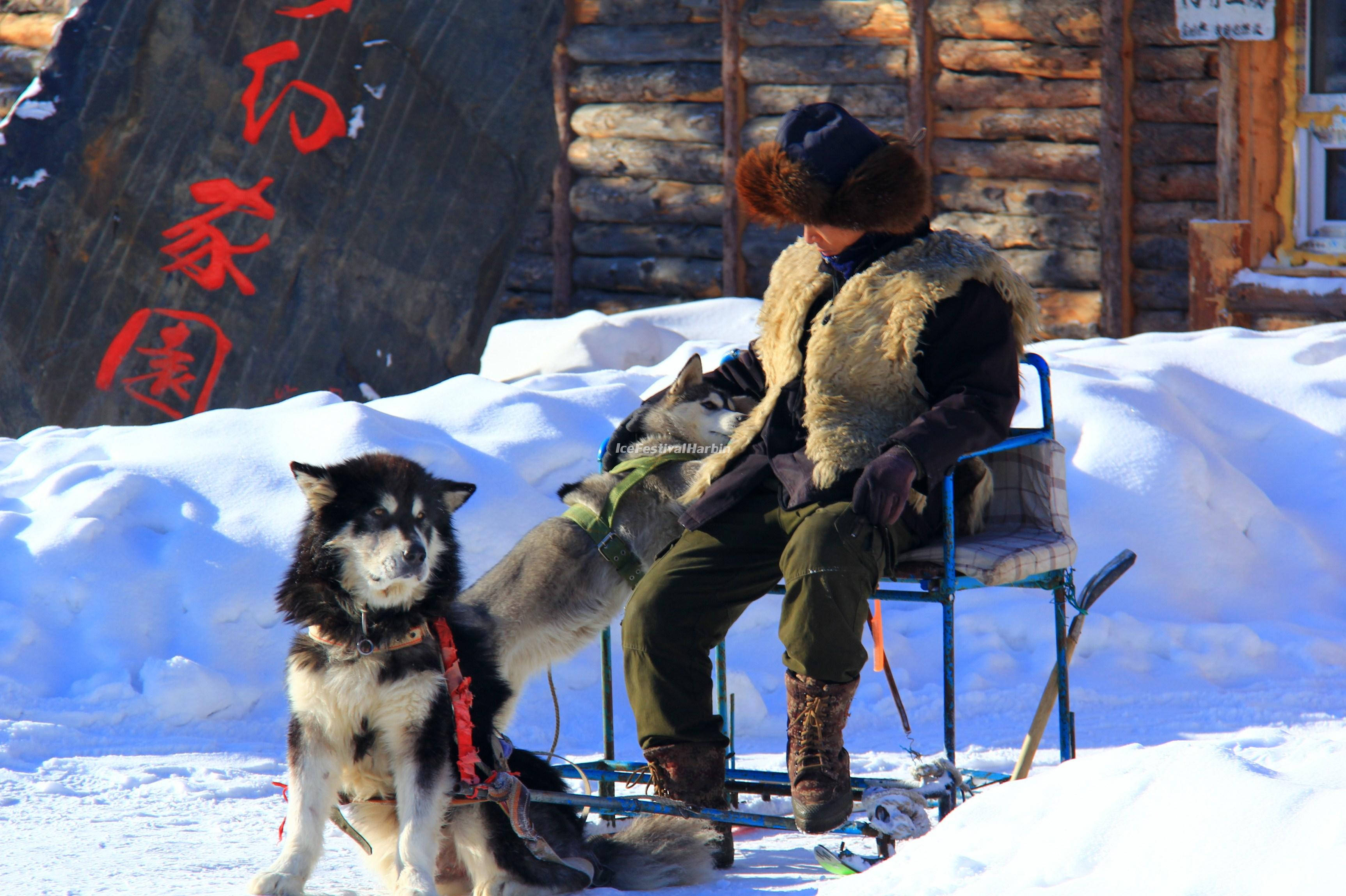 Harbin, Siberian Husky, musher, 2K Desktop Wallpaper