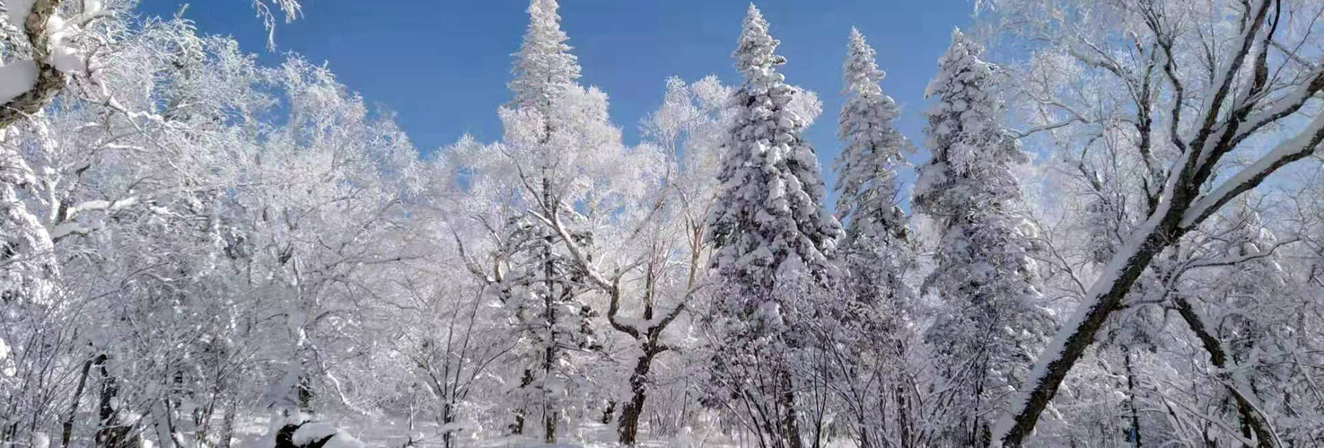 Harbin, frosted trees, snow-laden trees, Full HD Desktop Wallpaper