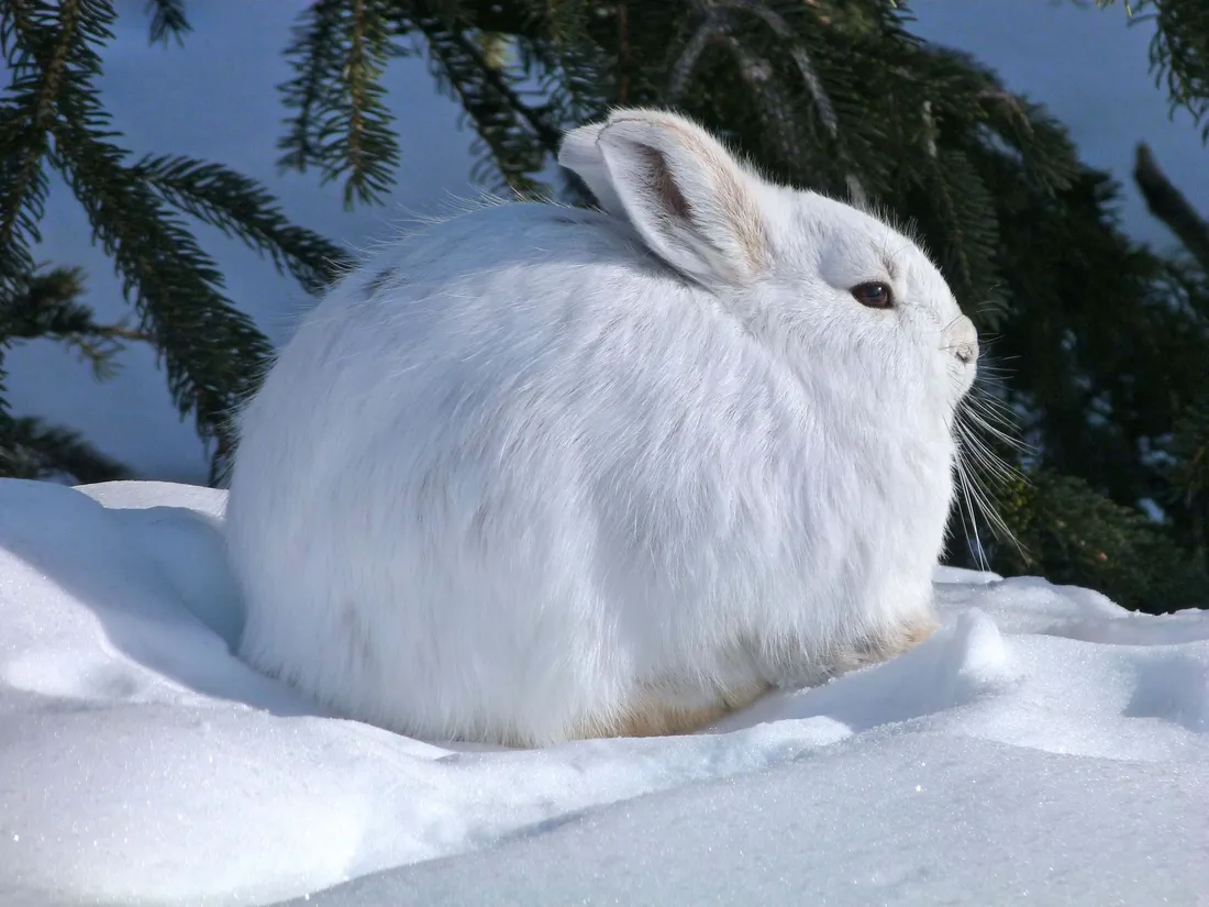 Hare