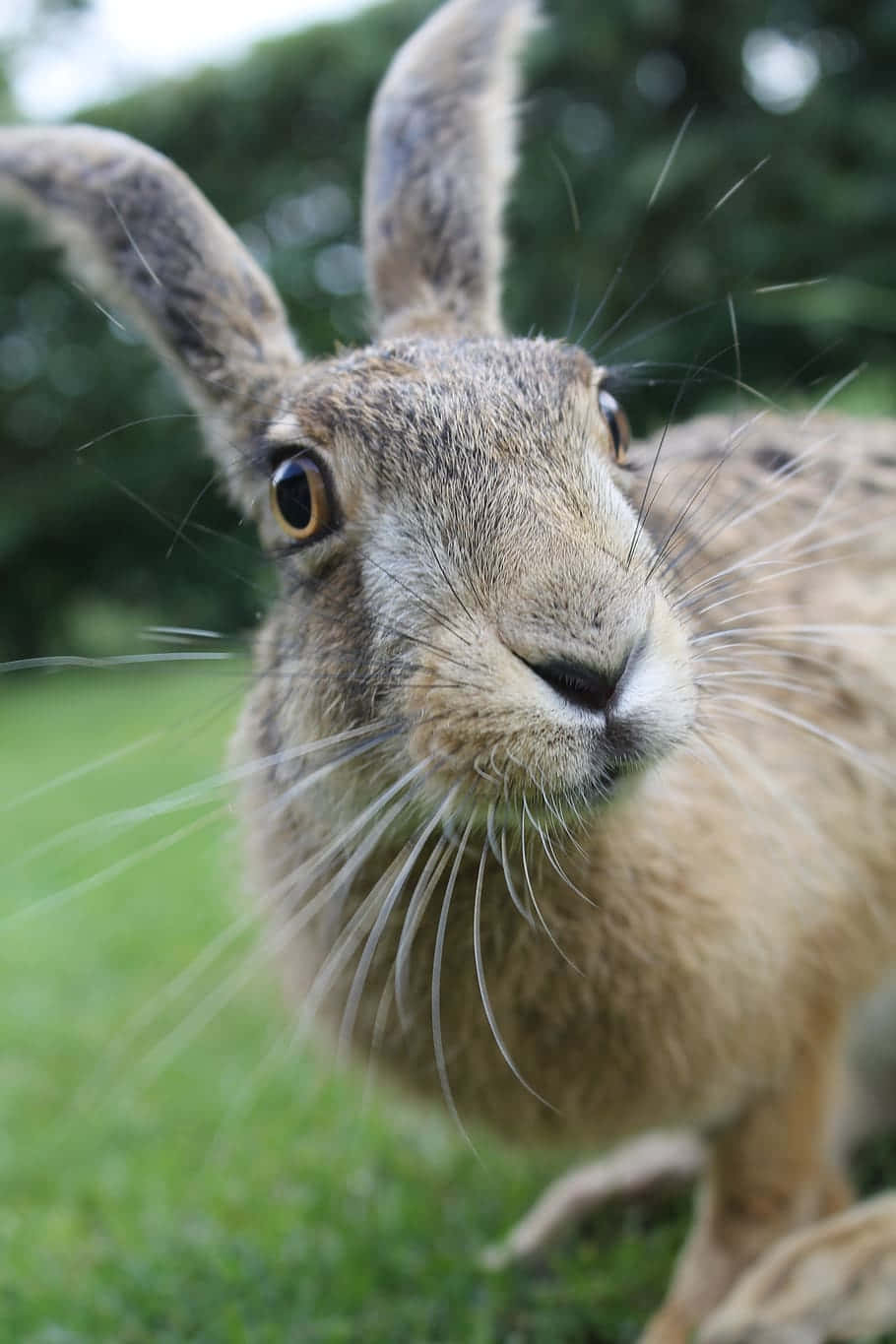 brown hare, long ears, whiskers, HD Phone Wallpaper