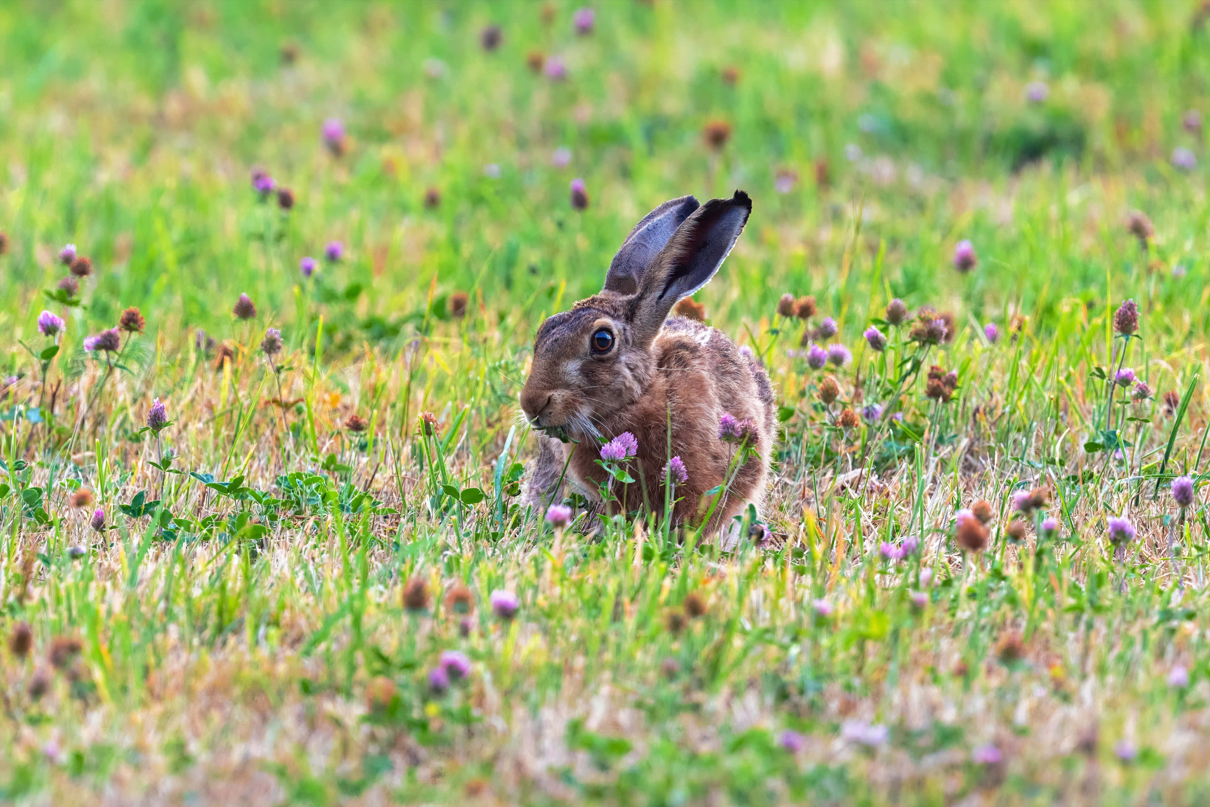 brown hare, sunlit meadow, purple clover, 4K Desktop Wallpaper