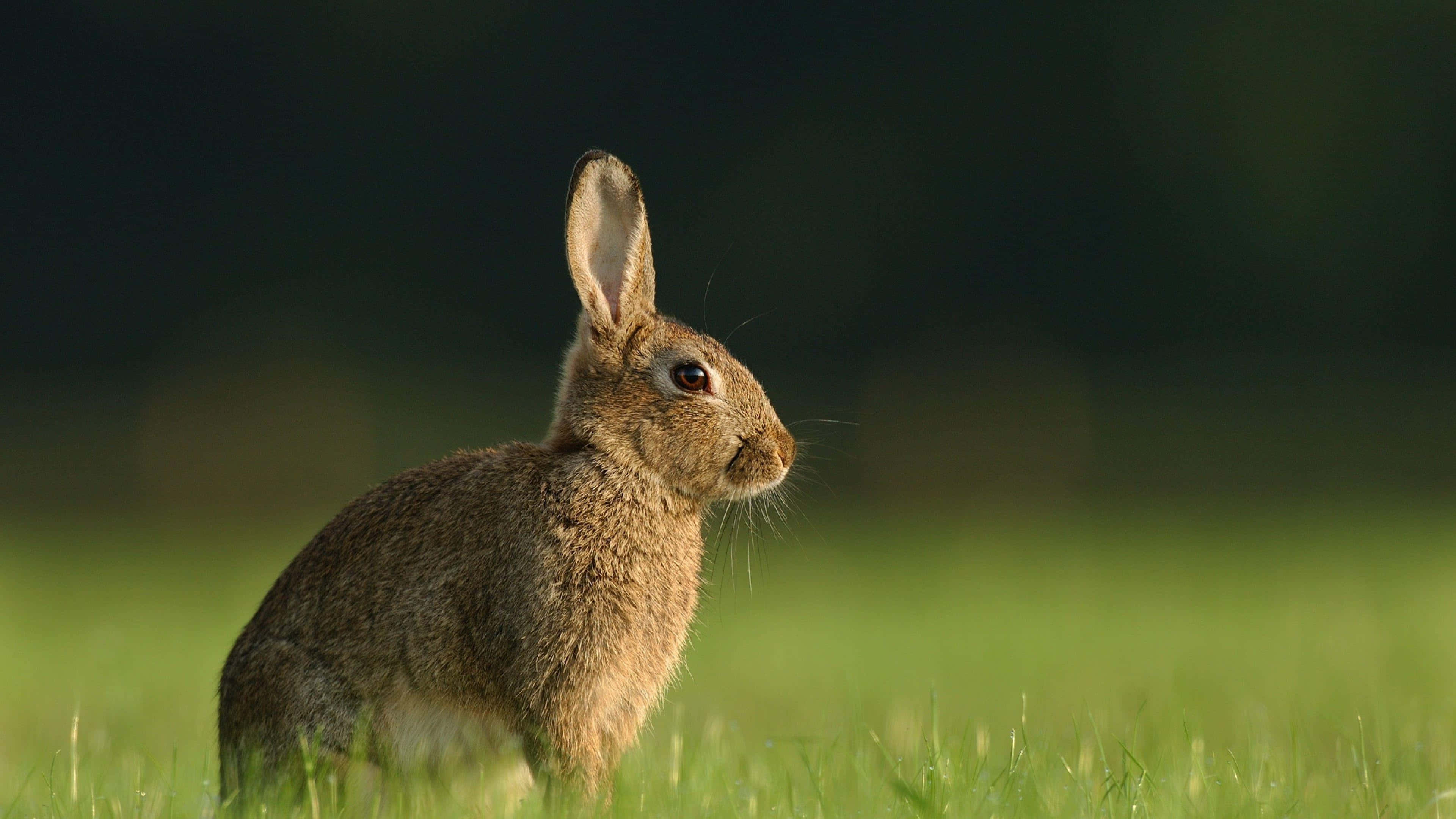 Brown Hare, grassland, sunlit green field, 4K Desktop Wallpaper