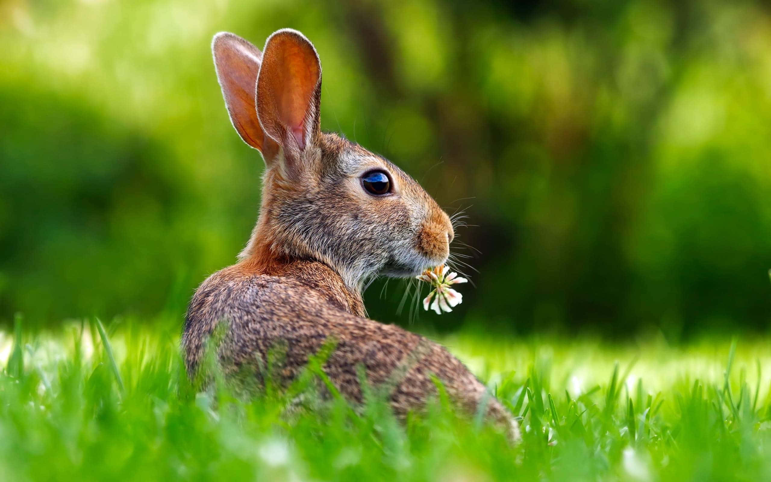 brown hare, vibrant green grass, white clover, 2K Desktop Wallpaper