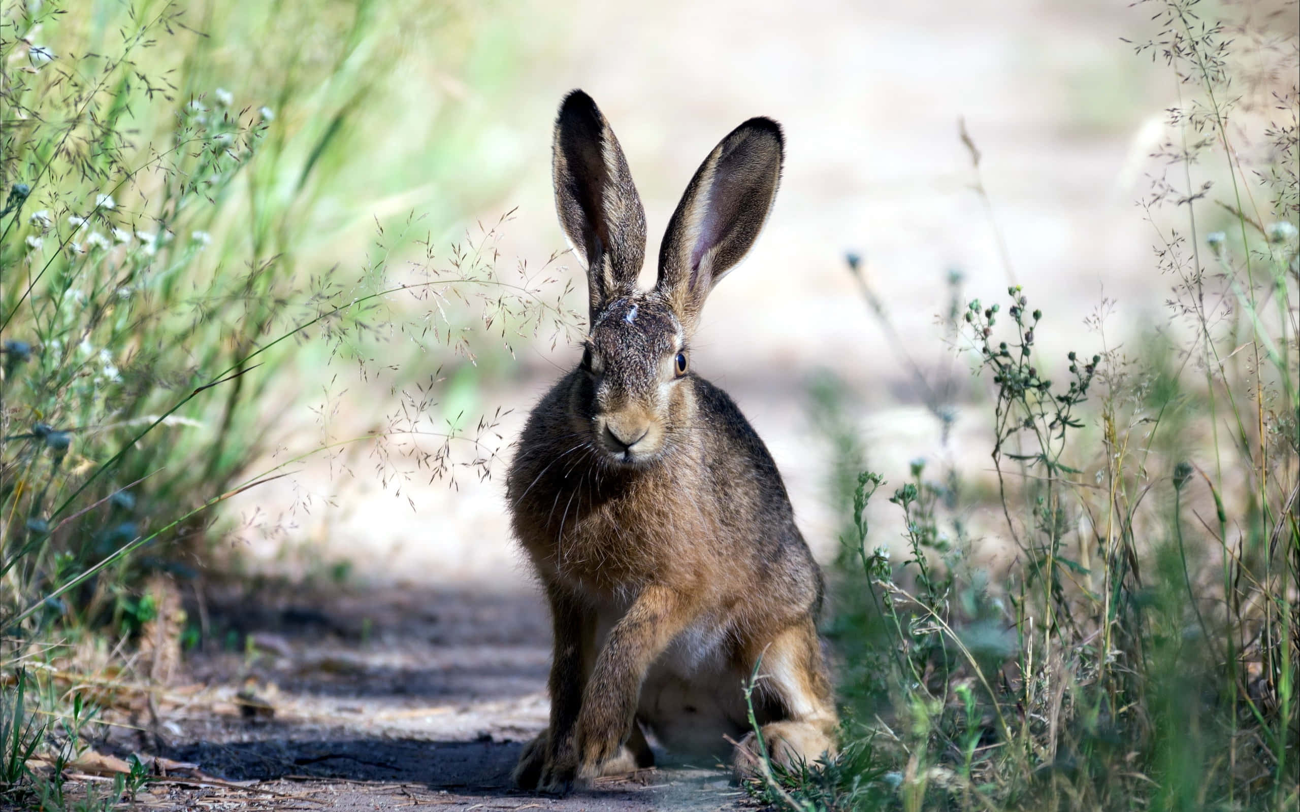 brown hare, dirt path, tall grass, 2K Desktop Wallpaper