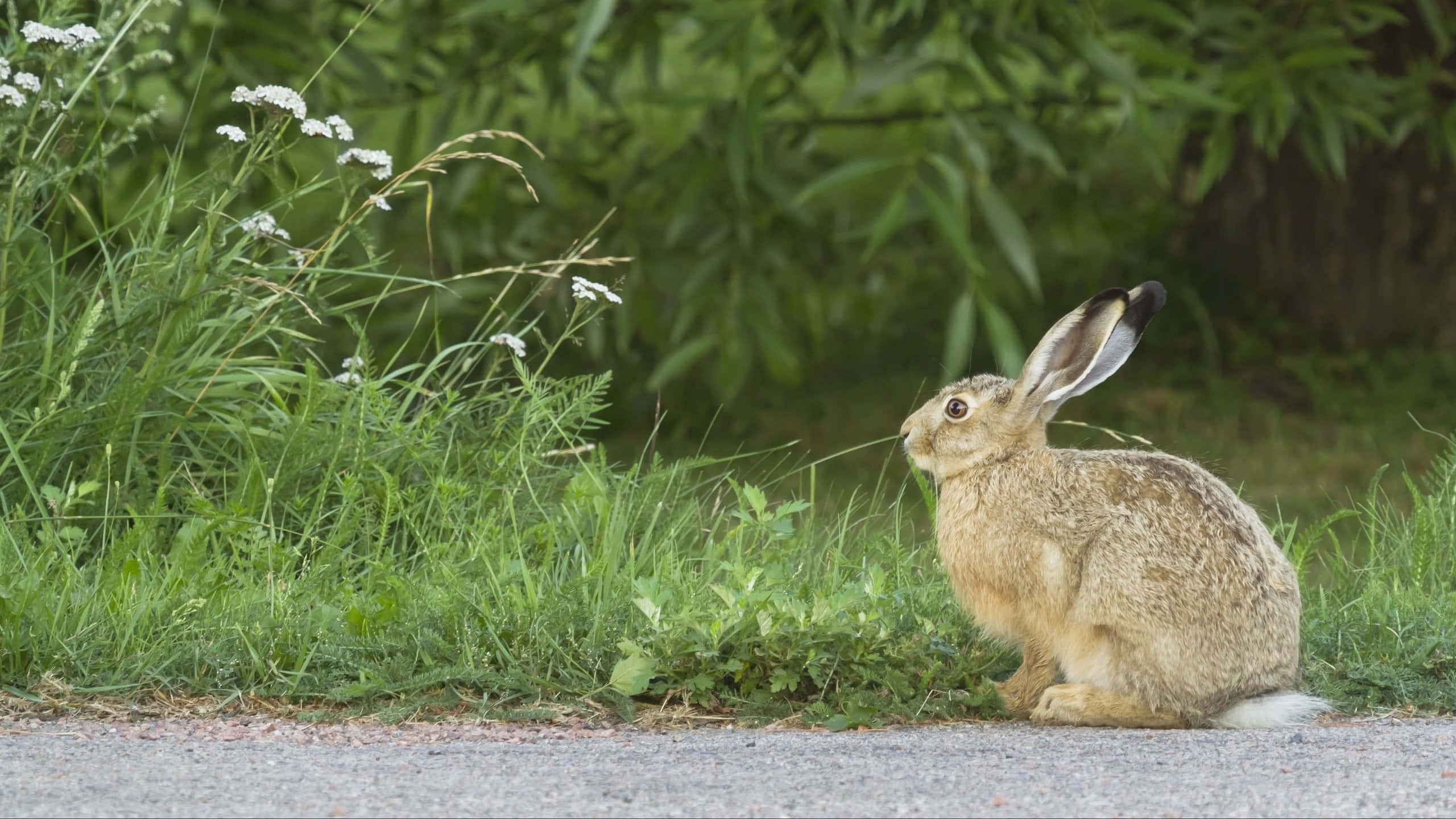 brown hare, black-tipped ears, gravel path, 2K Desktop Wallpaper