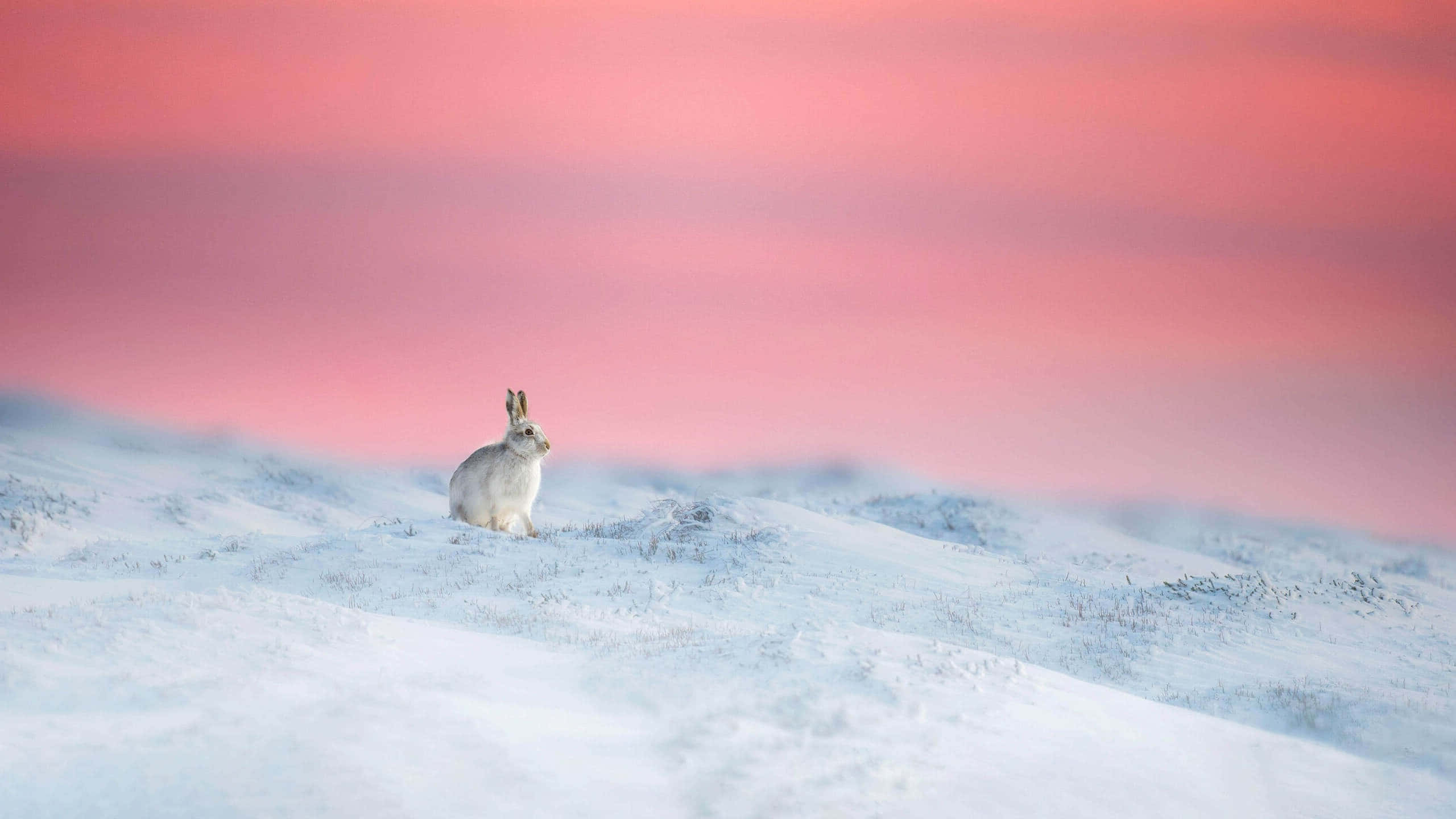 Snowy Hare, sunset, pink sunset sky, 2K Desktop Wallpaper