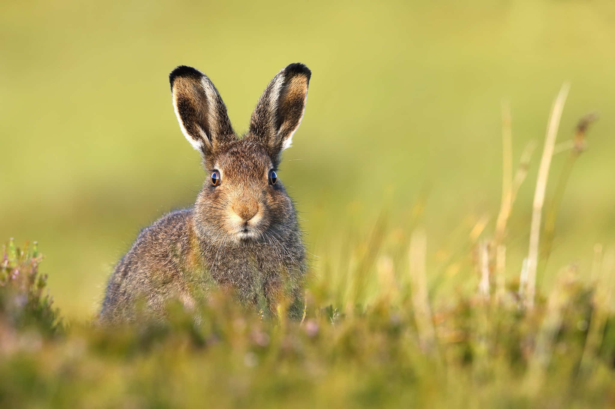 brown hare, alert ears, sunlit grassy field, Full HD Desktop Wallpaper