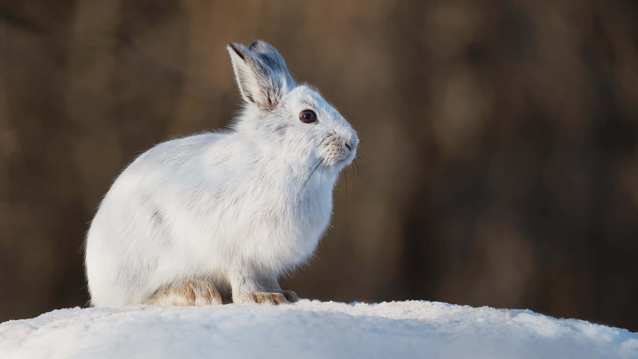 White Hare, snowy white mountain hare, sunlit snowdrift, Full HD Desktop Wallpaper
