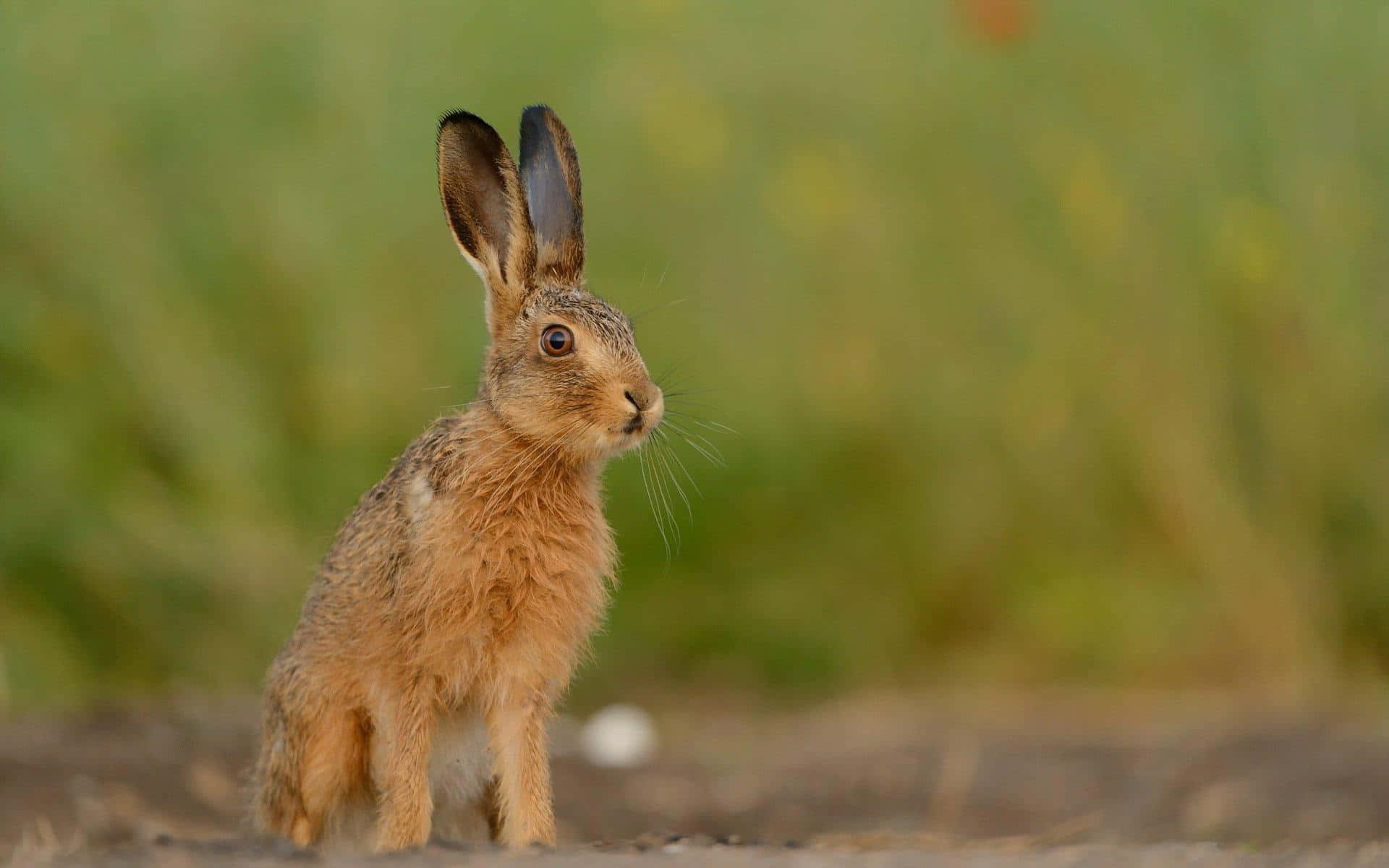 brown hare, earth, blurred green grass, Full HD Desktop Wallpaper
