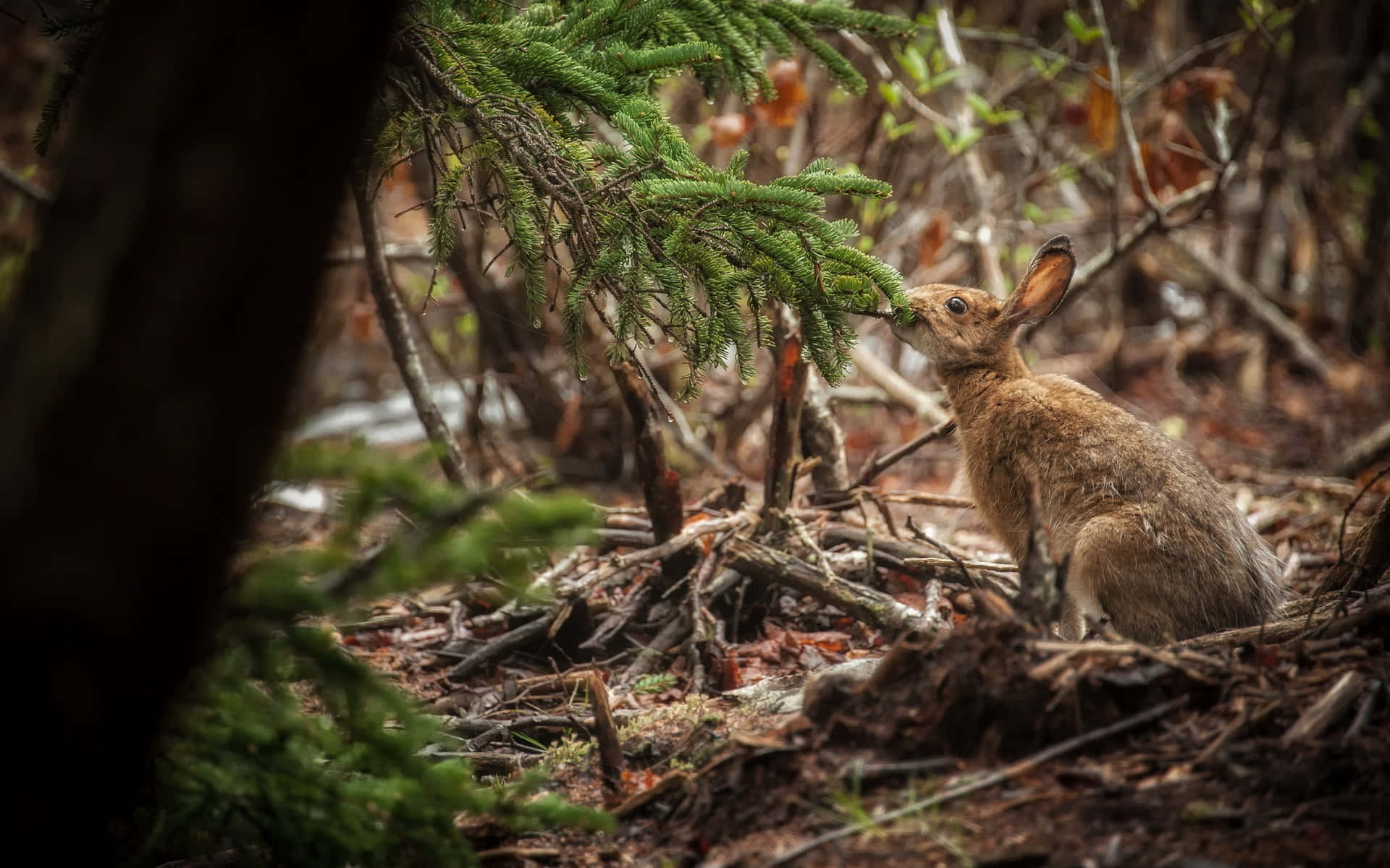 Forest Hare, brown rabbit, evergreen needles, Full HD Desktop Wallpaper