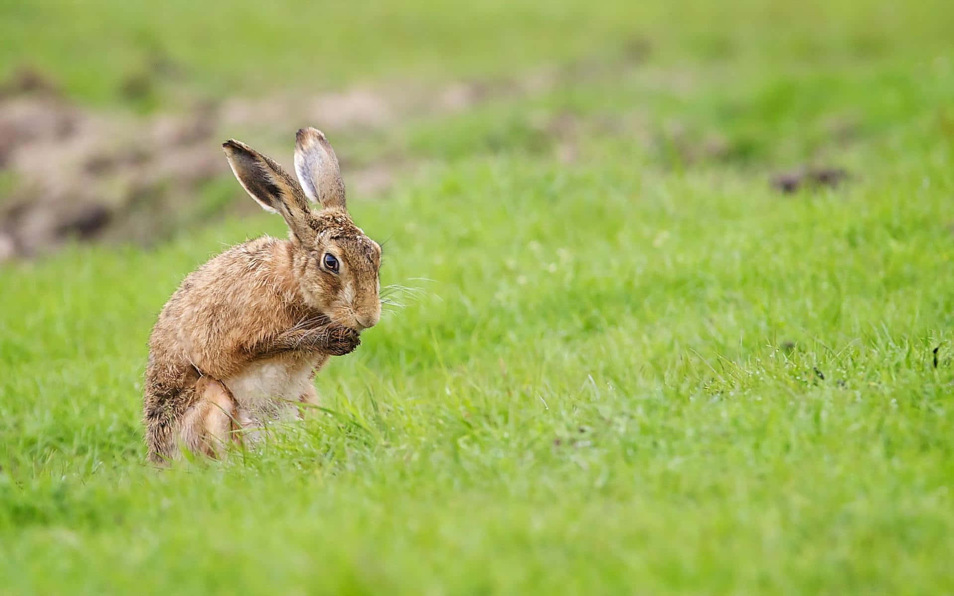 brown hare, vibrant green grass, grooming itself, Full HD Desktop Wallpaper