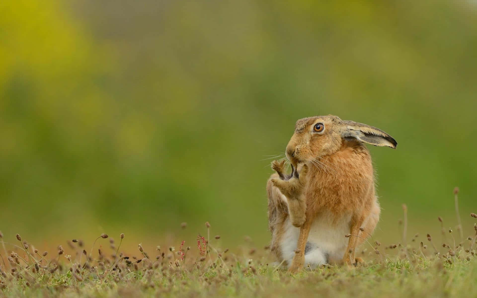 brown hare, grassy field, grooming, Full HD Desktop Wallpaper