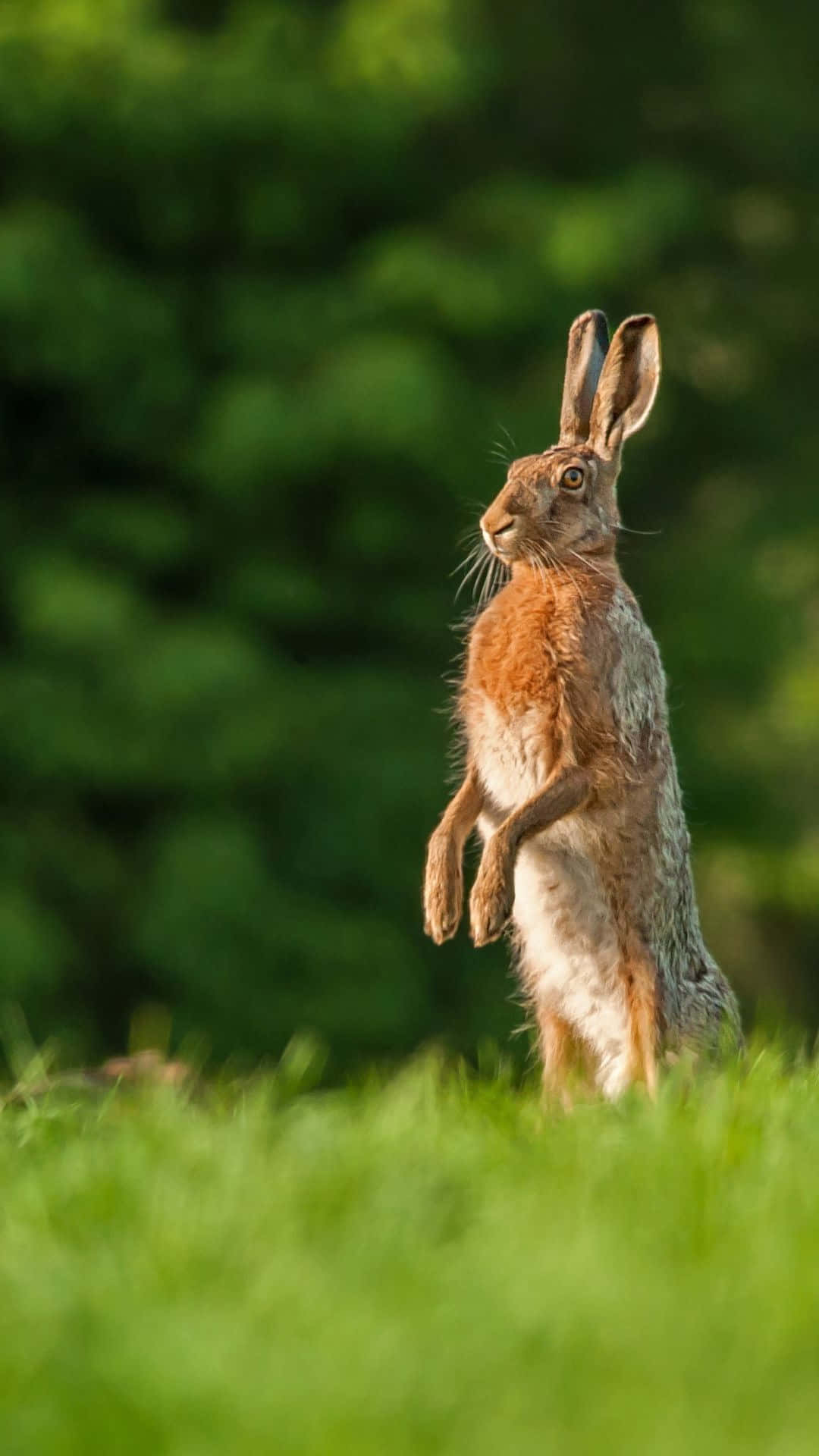 brown hare, grassy field, blurred green foliage, Full HD Phone Wallpaper