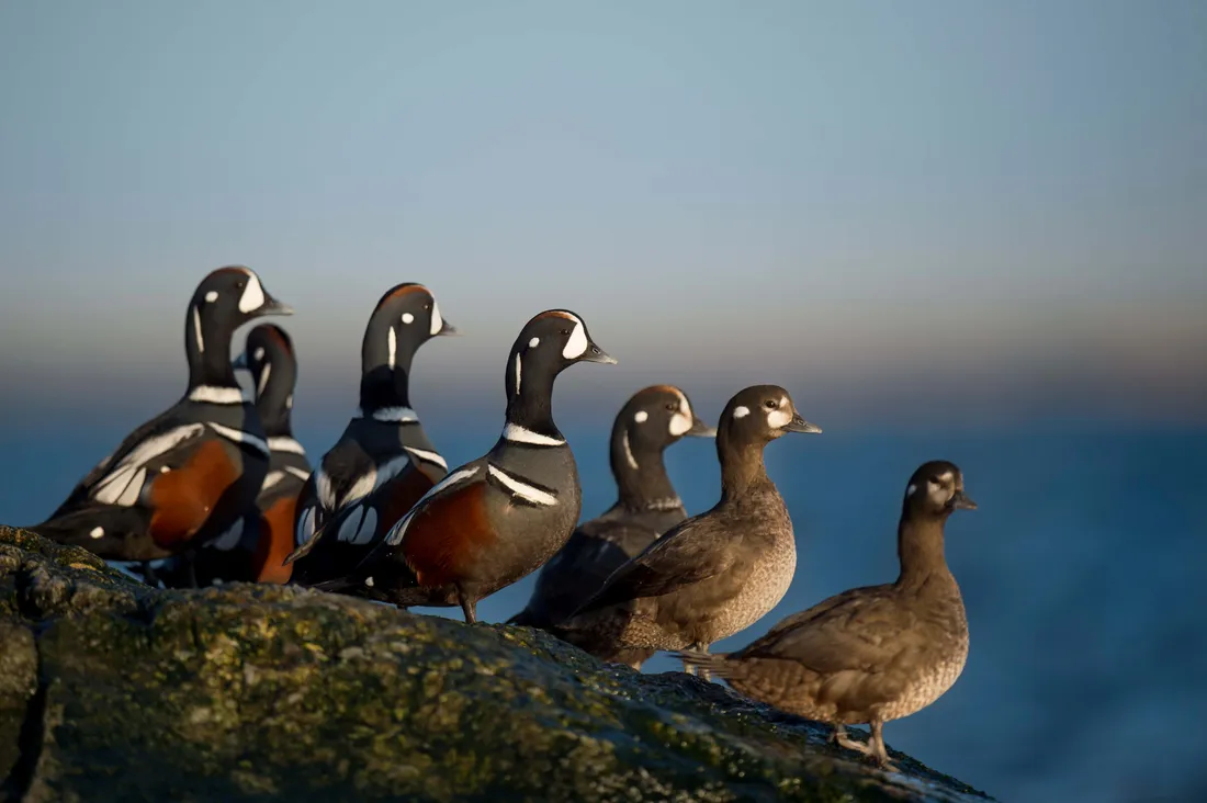 Harlequin Duck