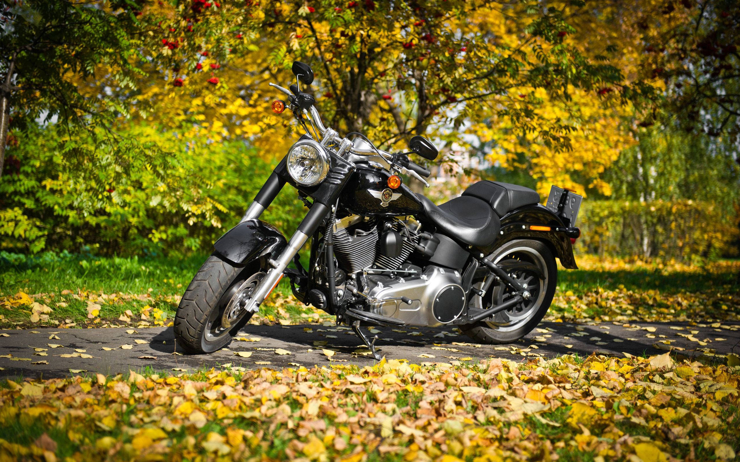 Harley Davidson, black cruiser motorcycle, autumn trees, 2K Desktop Wallpaper
