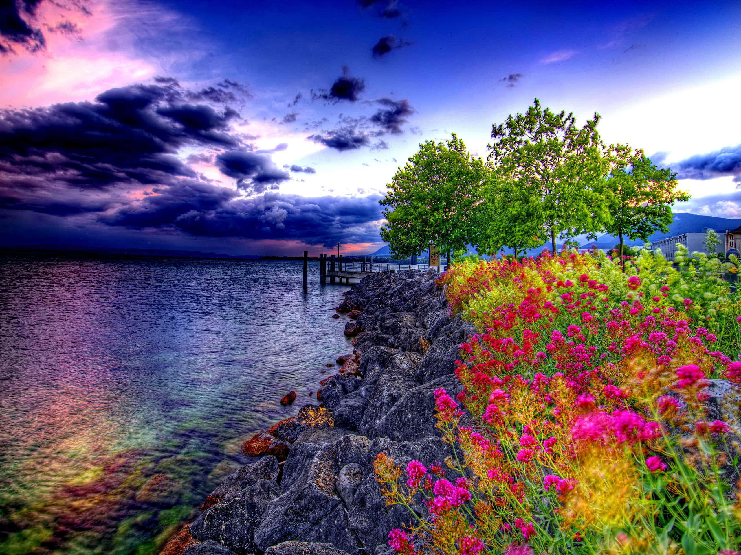 Harmony, 2560 x 1920, pink flowers, 2K Desktop Wallpaper