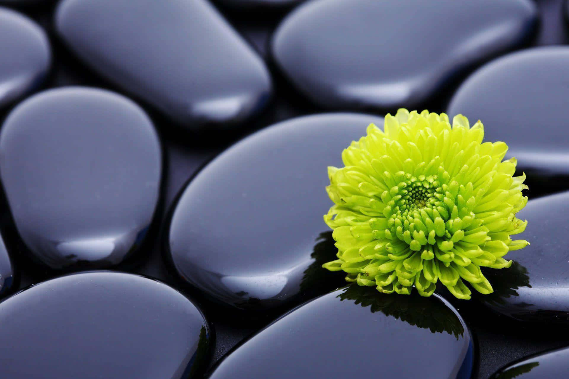 harmony, lime green, chrysanthemum, Full HD Desktop Wallpaper