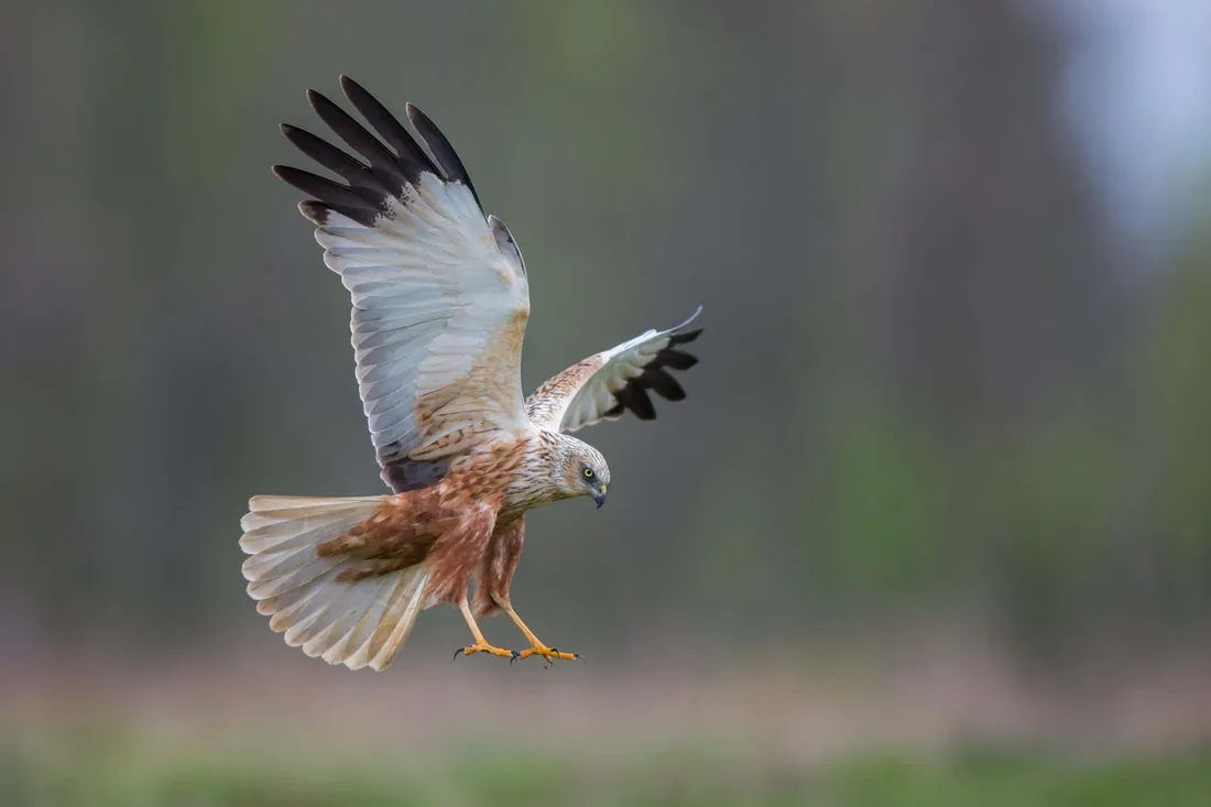 Harrier Bird