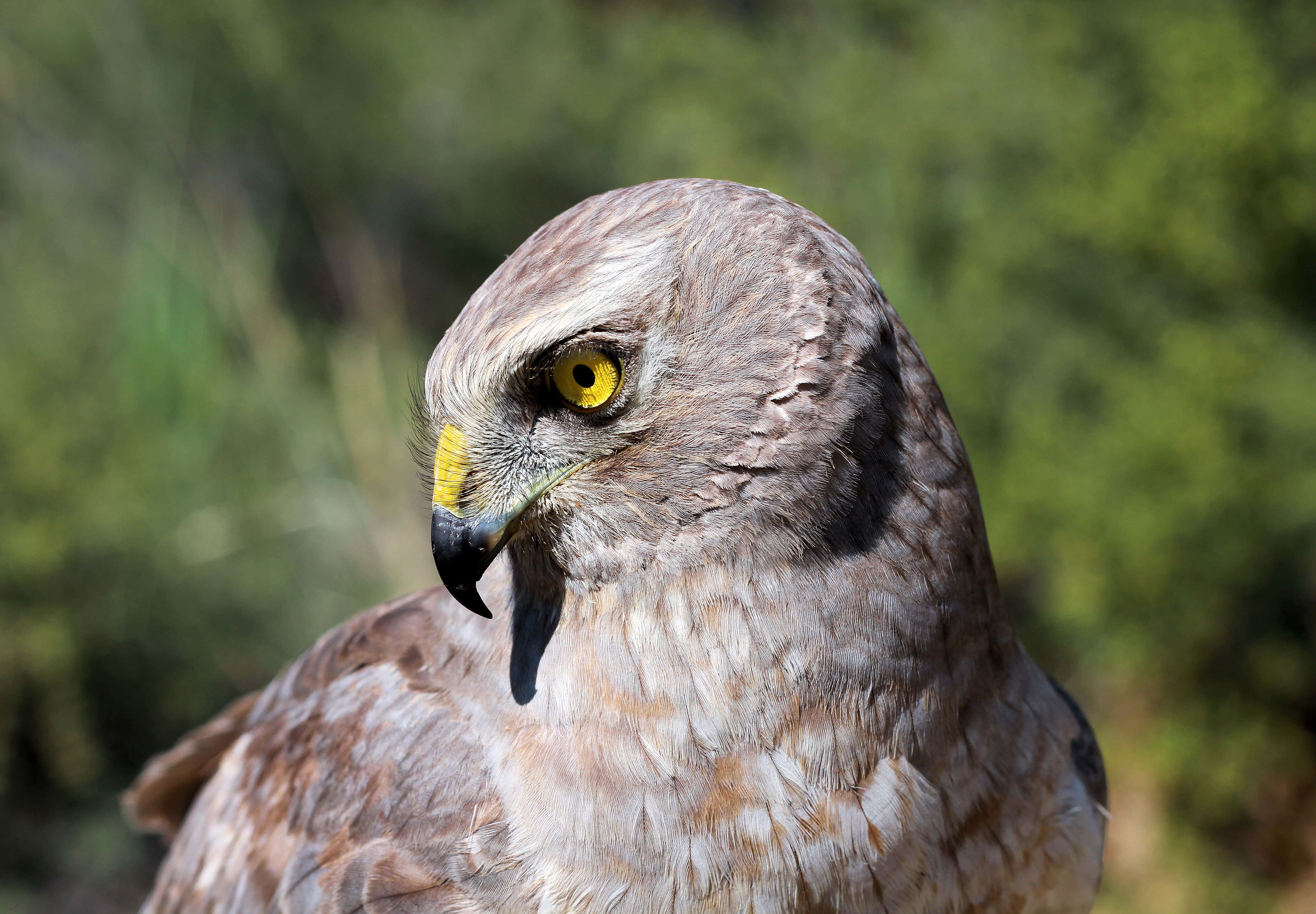 Harrier Bird, hawk, piercing yellow eyes, 4K Desktop Wallpaper
