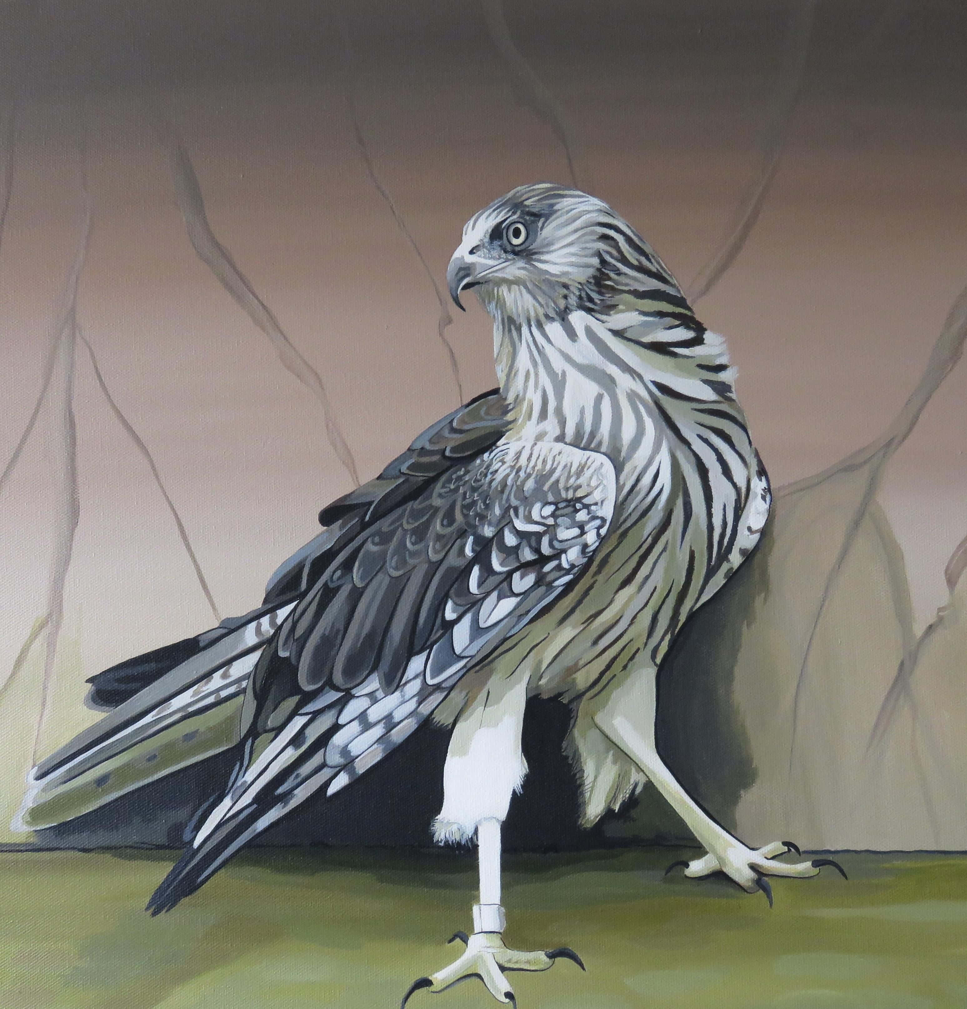 harrier bird, black and white striped plumage, oil painting, 2K Phone Wallpaper