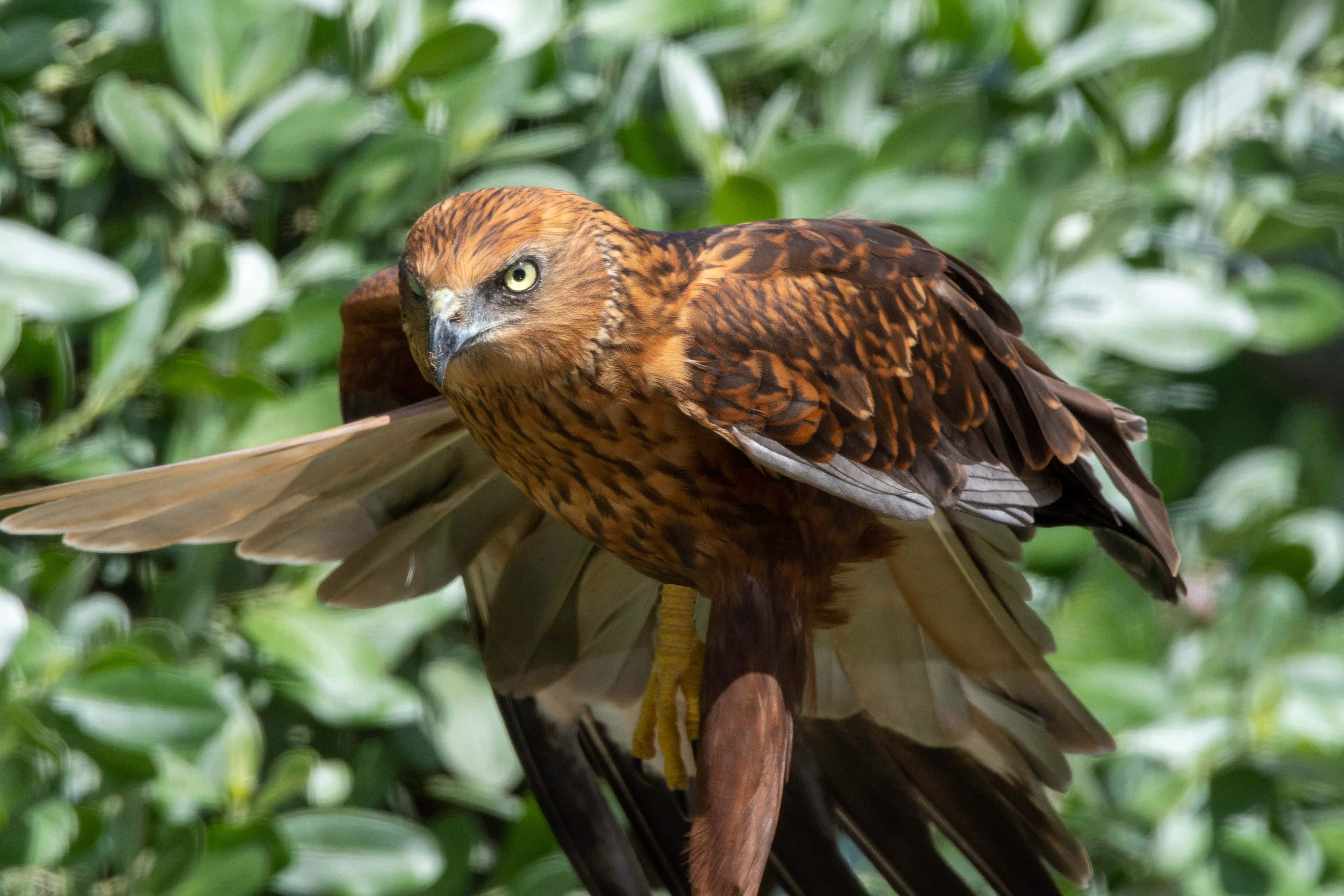 Harrier Bird, golden-brown feathers, piercing yellow eyes, 2K Desktop Wallpaper