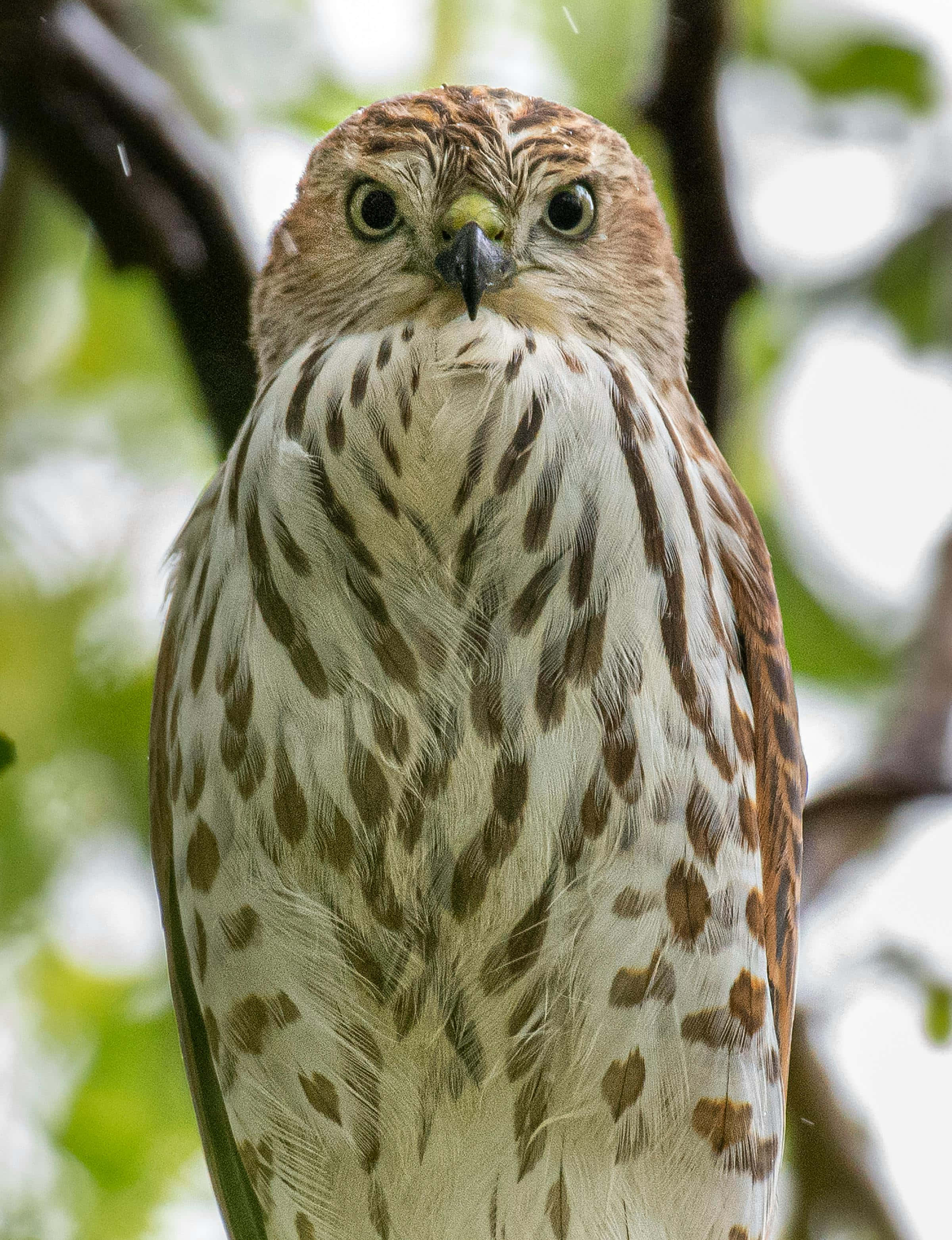 Harrier Bird, hawk, brown and white spotted feathers, 2K Phone Wallpaper