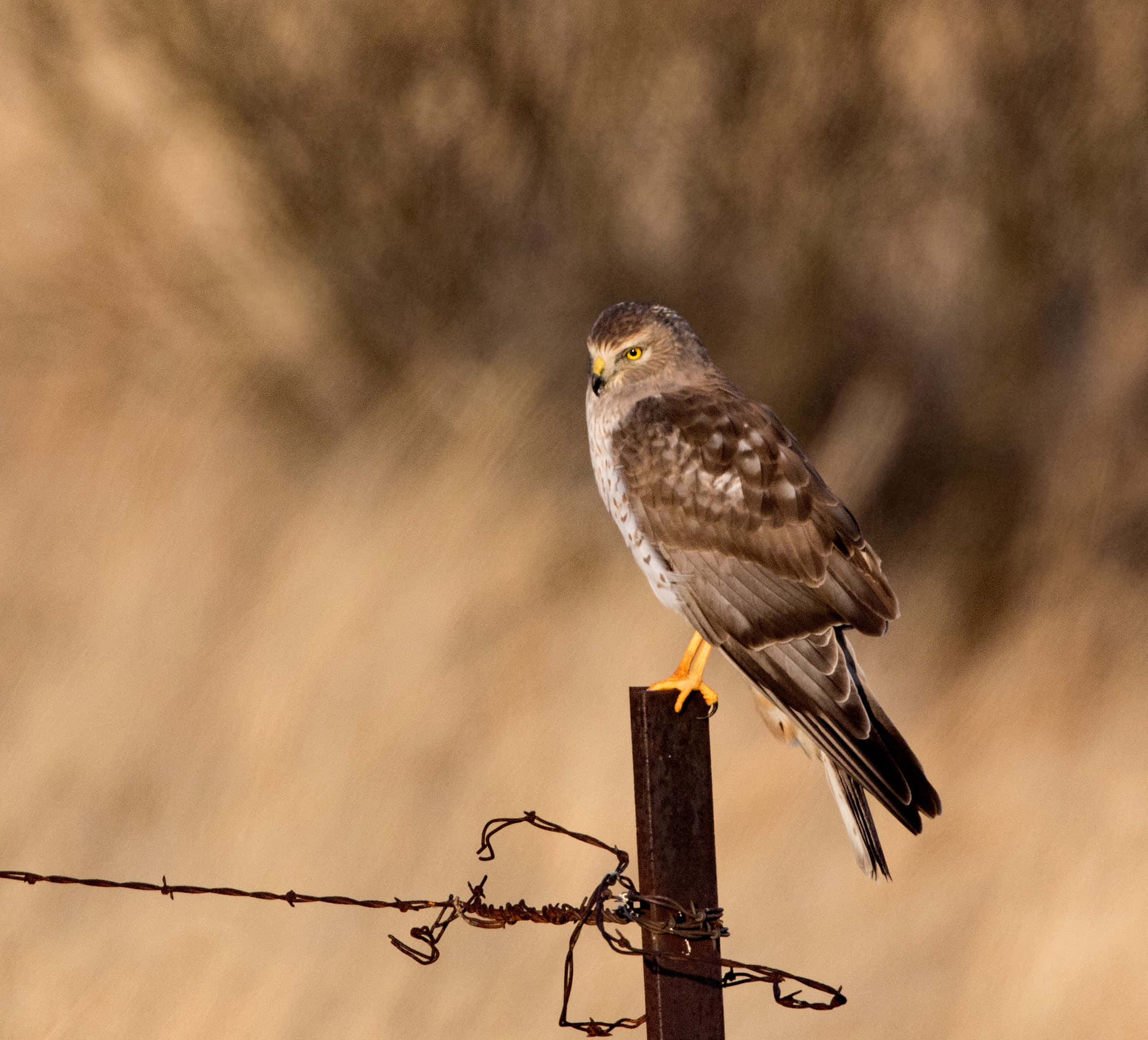 Harrier, rusty fence post, golden field, Full HD Desktop Wallpaper