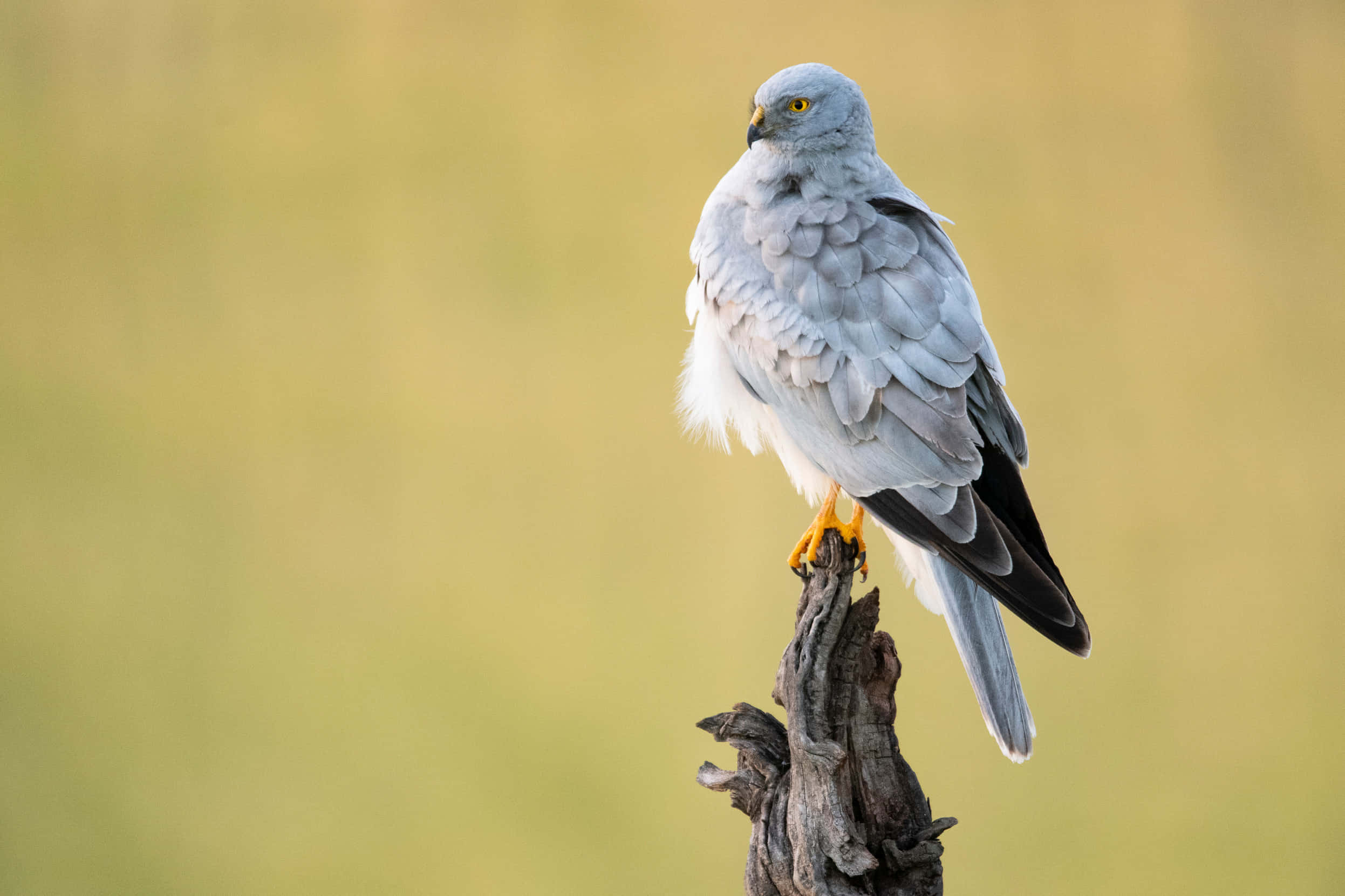 Harrier, golden light, gray hawk, Full HD Desktop Wallpaper