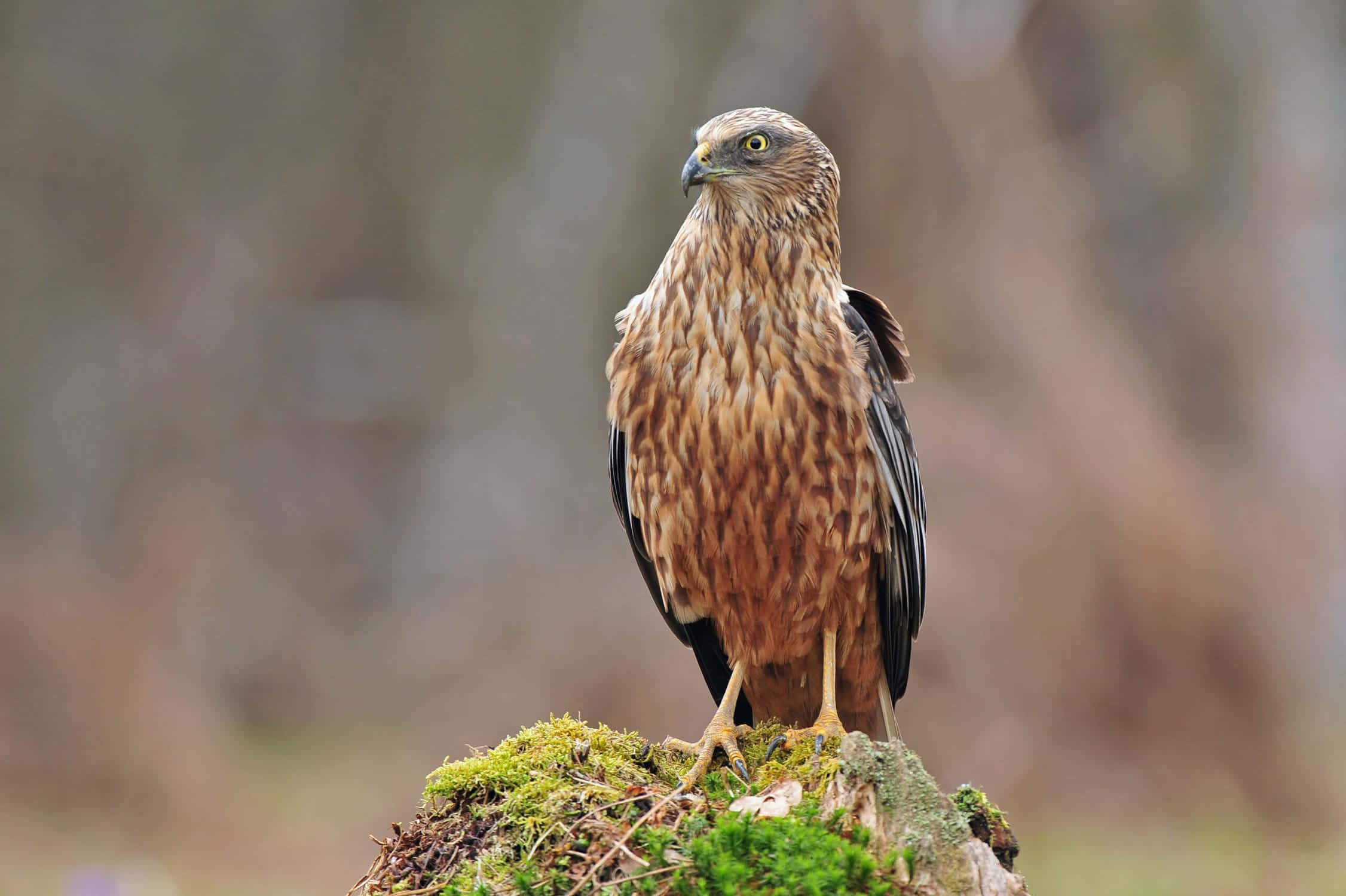 Harrier Bird, brown and black feathers, mossy stump, Full HD Desktop Wallpaper