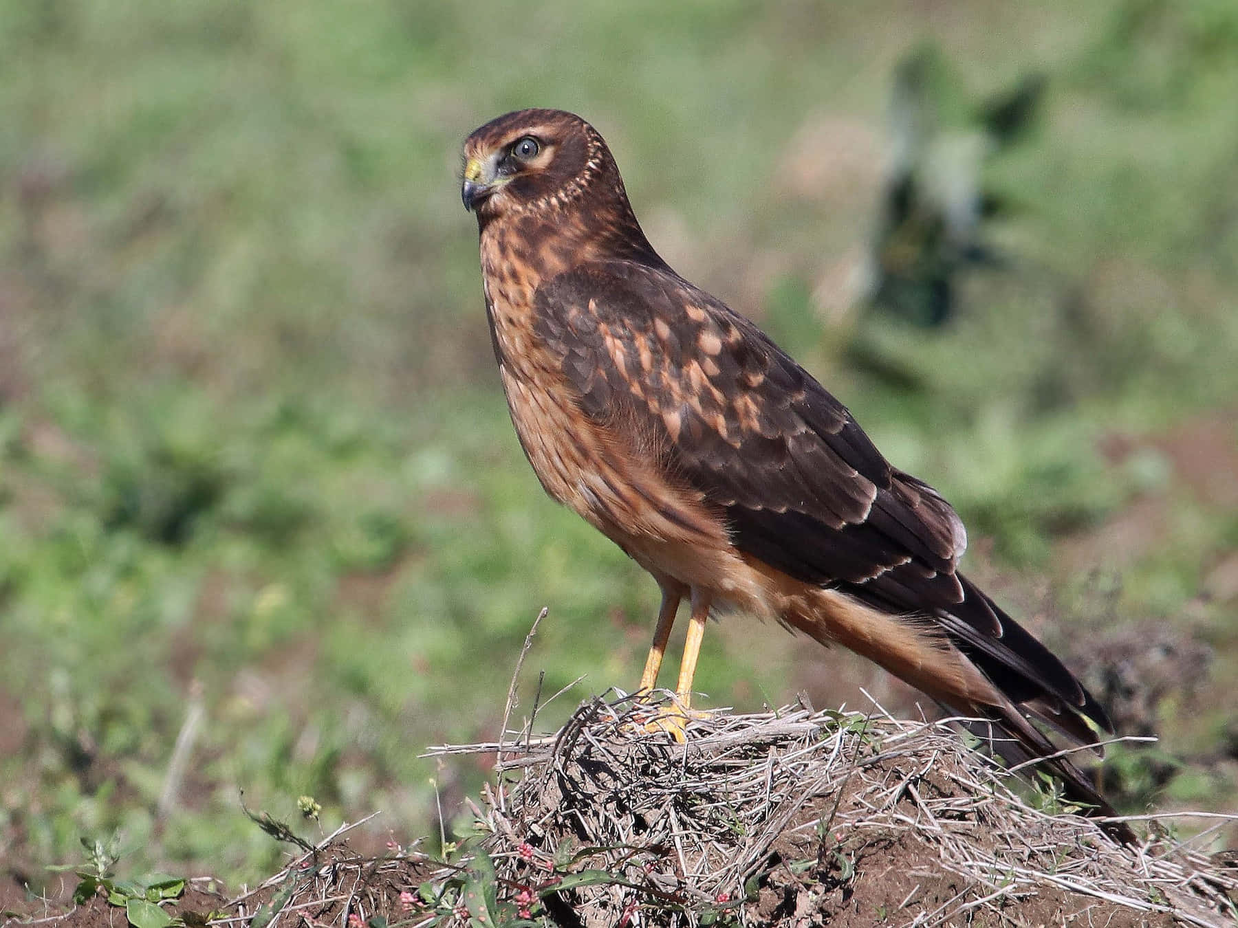 Harrier Bird, brown hawk, grassy mound, HD Desktop Wallpaper