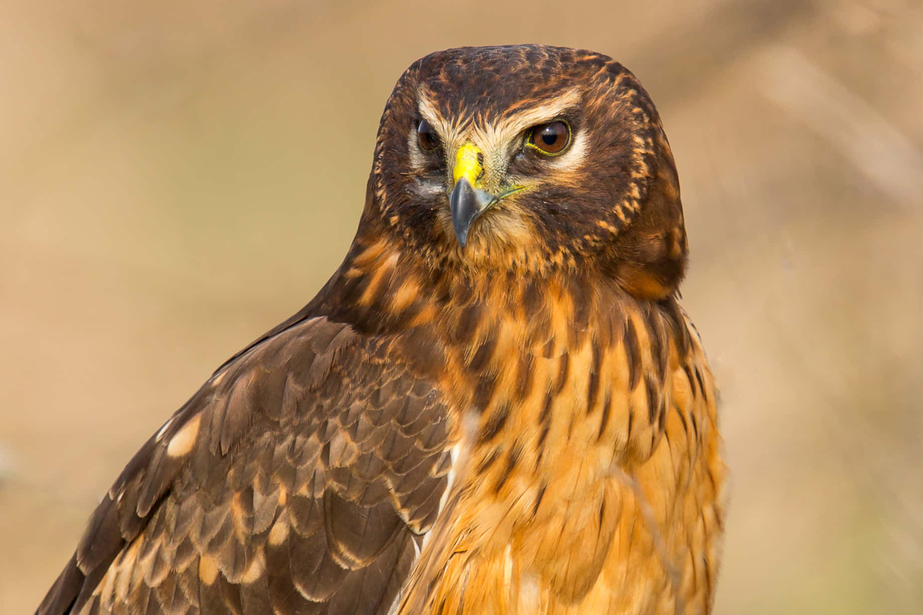 Harrier Bird, sharp yellow eyes, hooked beak, HD Desktop Wallpaper
